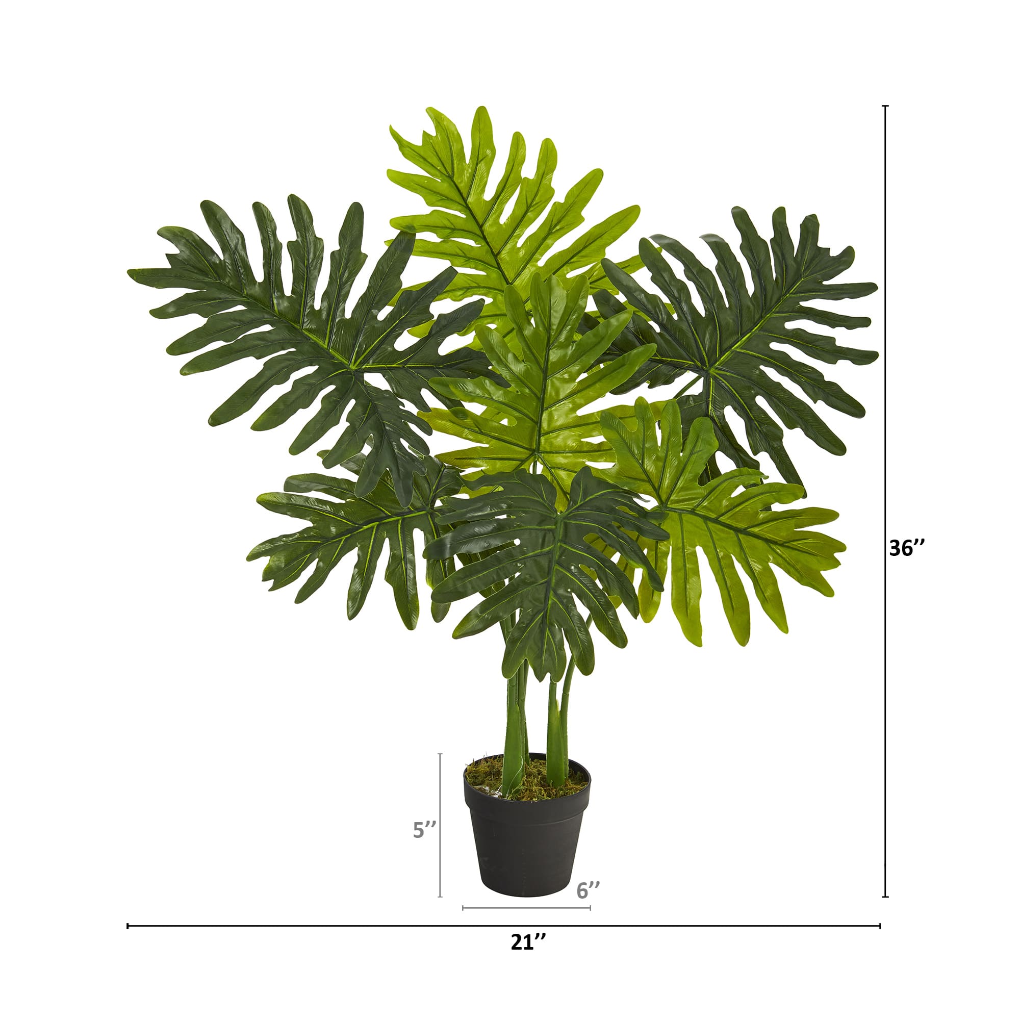 3ft. Potted Philodendron Plant