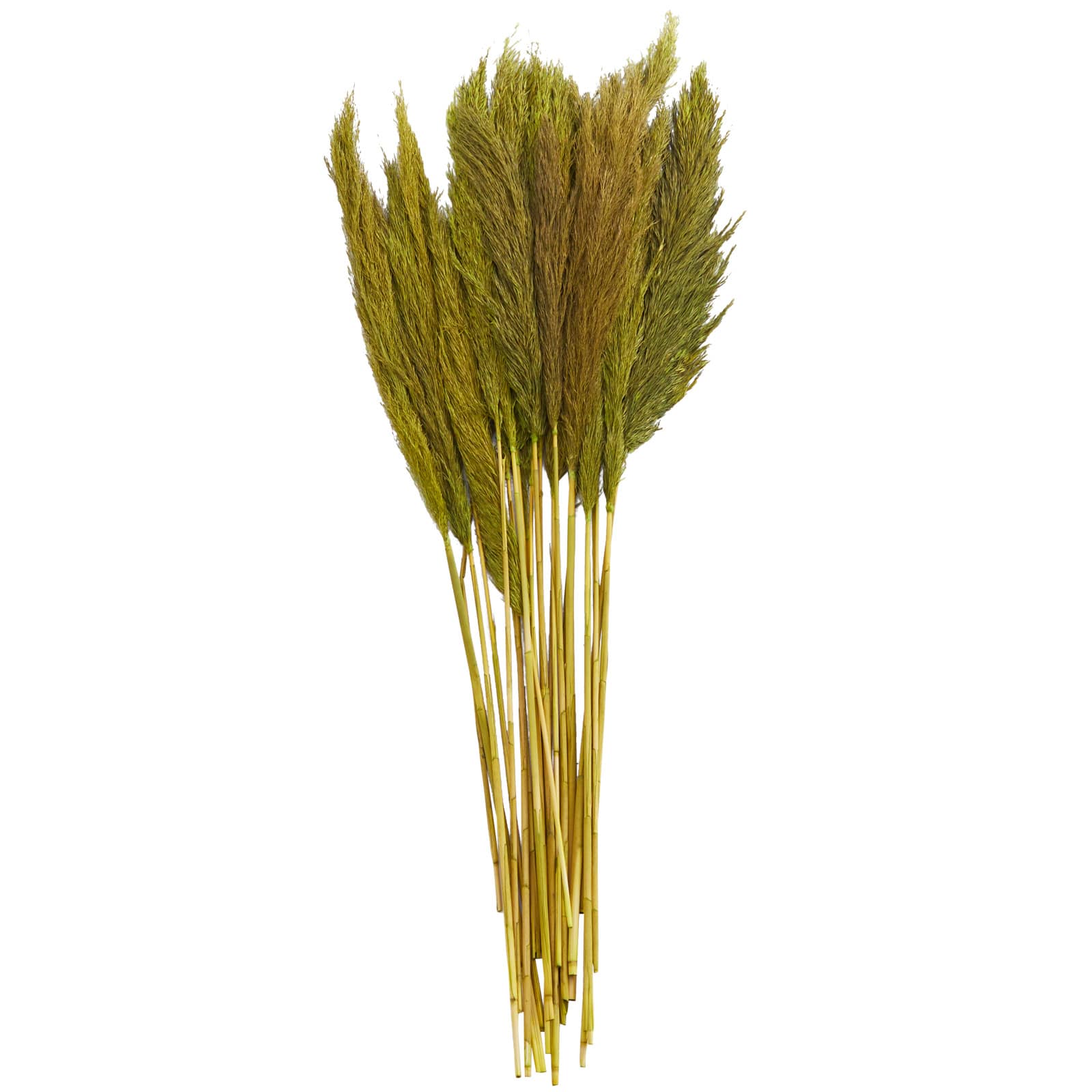 Dried Plant Bamboo Natural Foliage with Long Stems