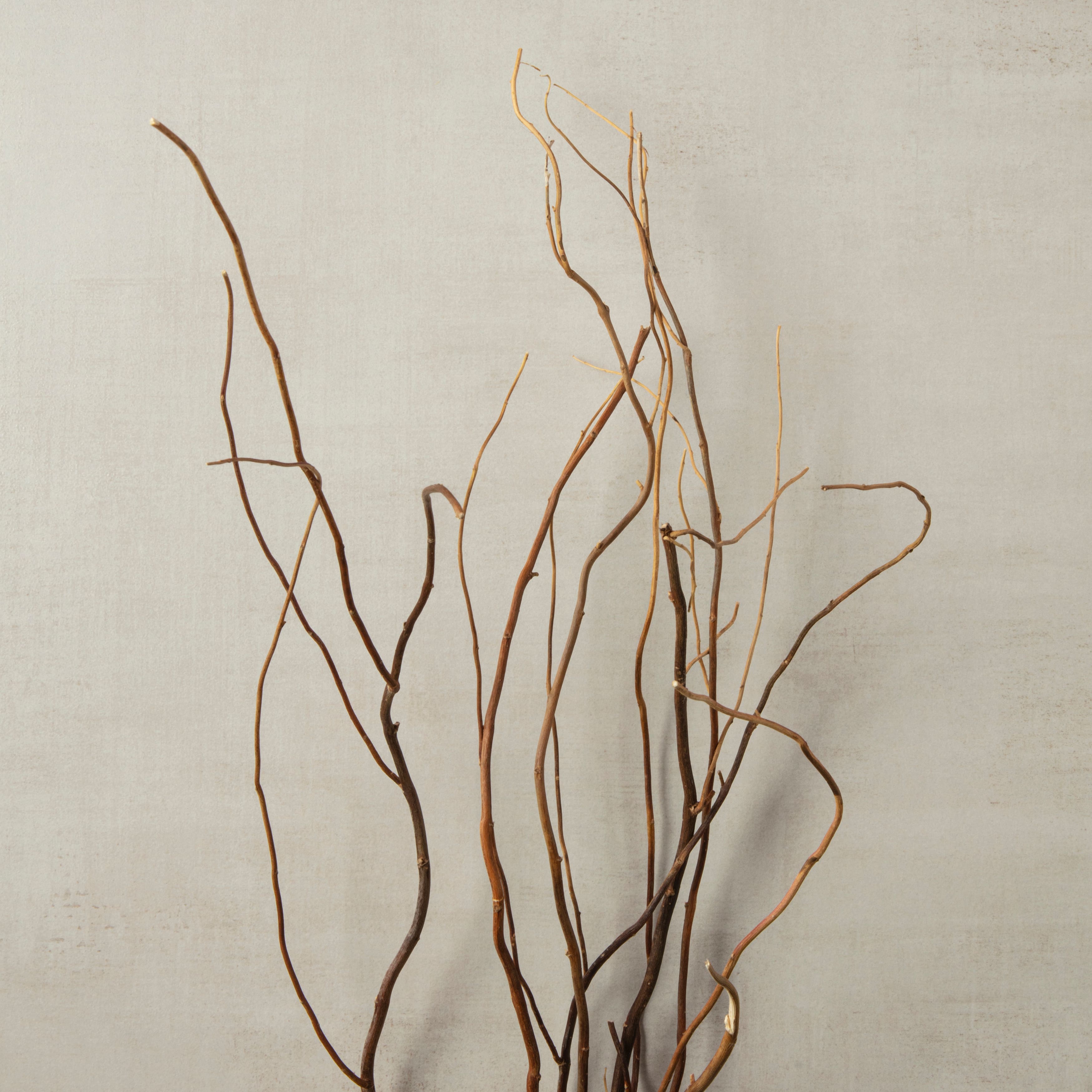 Natural Curly Willow by Ashland®