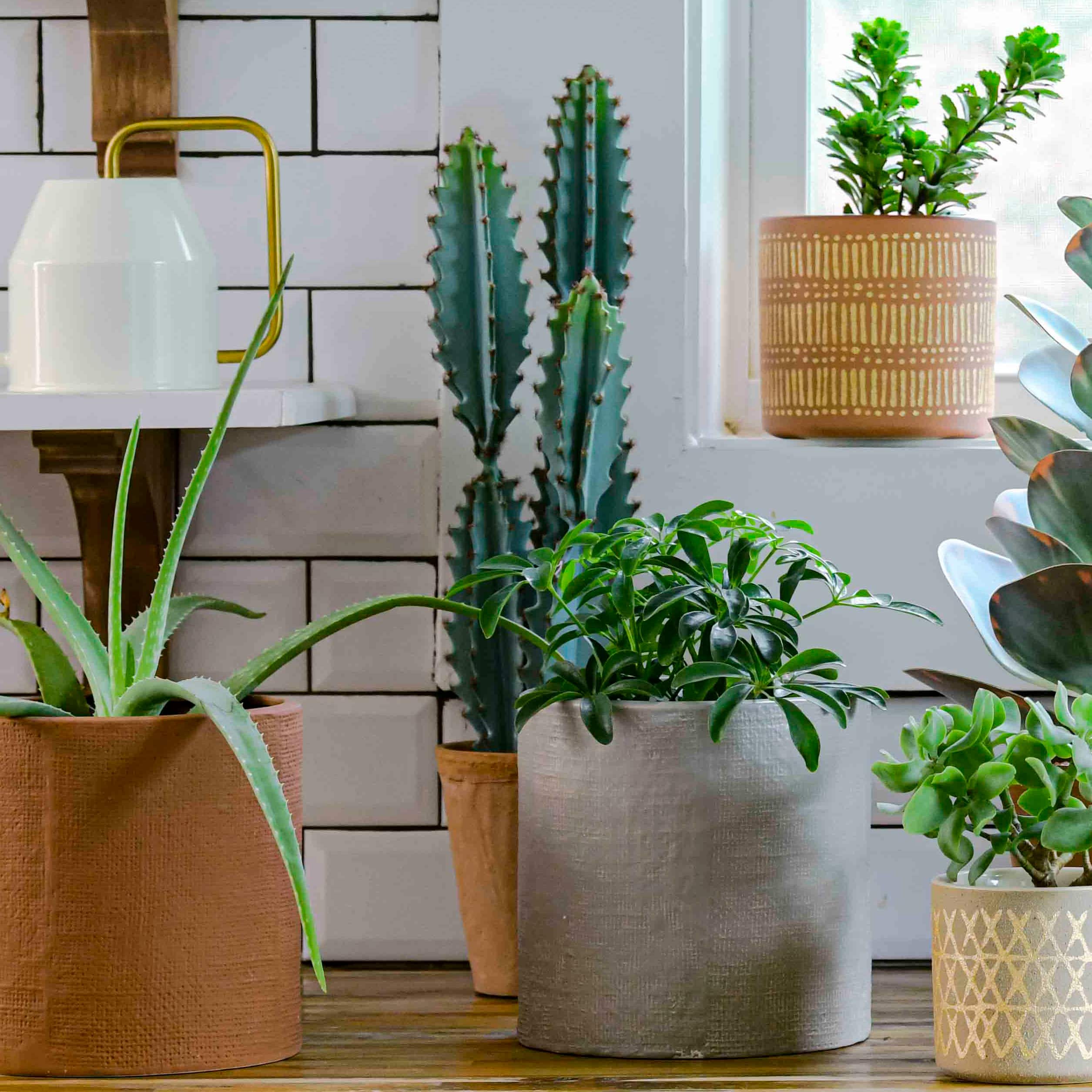 Hello Honey® 20" Faux Cactus in Terra Cotta Colored Pot