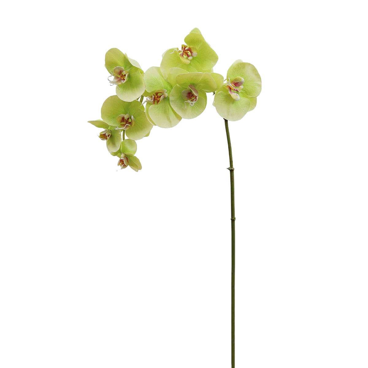 Prestige Botanicals 33" Green Faux Phalaenopsis Orchid Stem