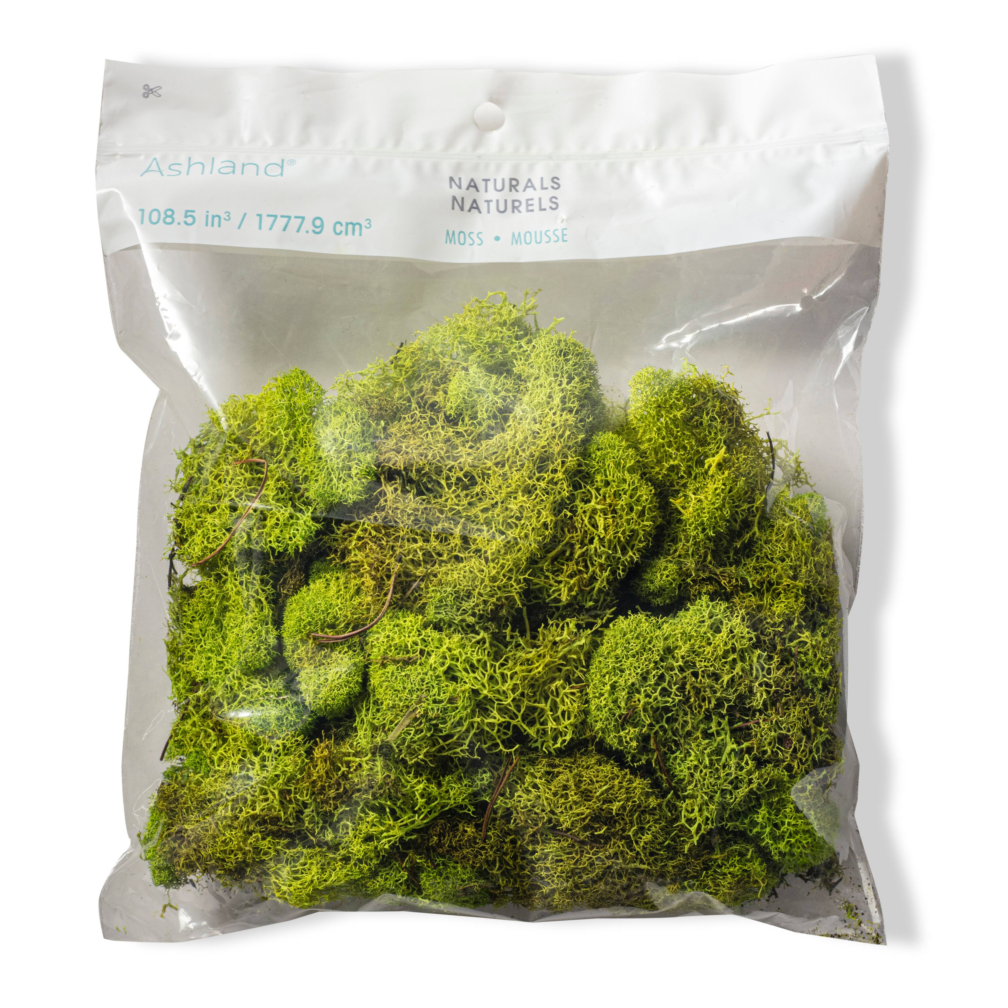 12 Pack: Reindeer Moss by Ashland®
