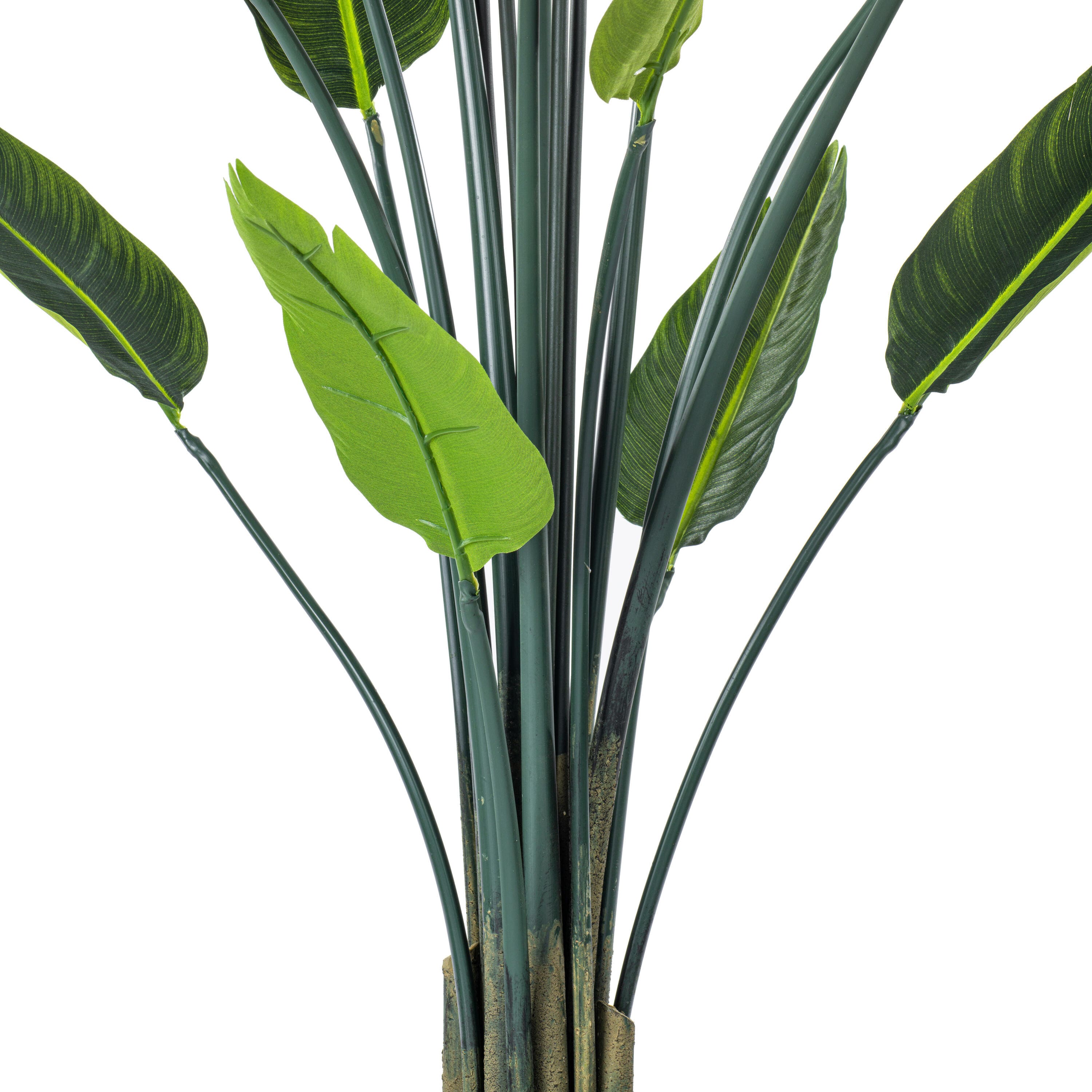 5ft. Potted Bird of Paradise Palm Tree