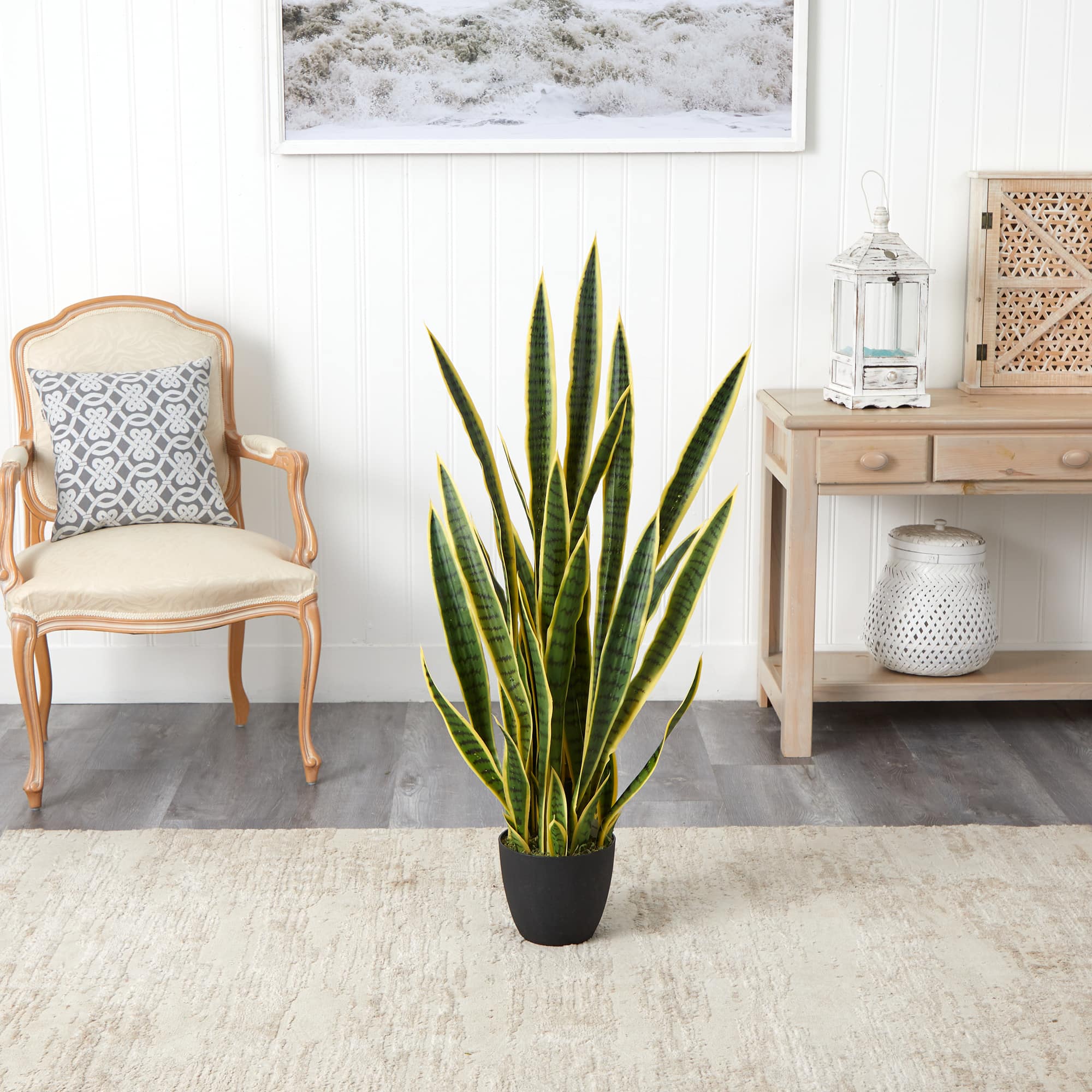 4ft. Potted Snake Plant
