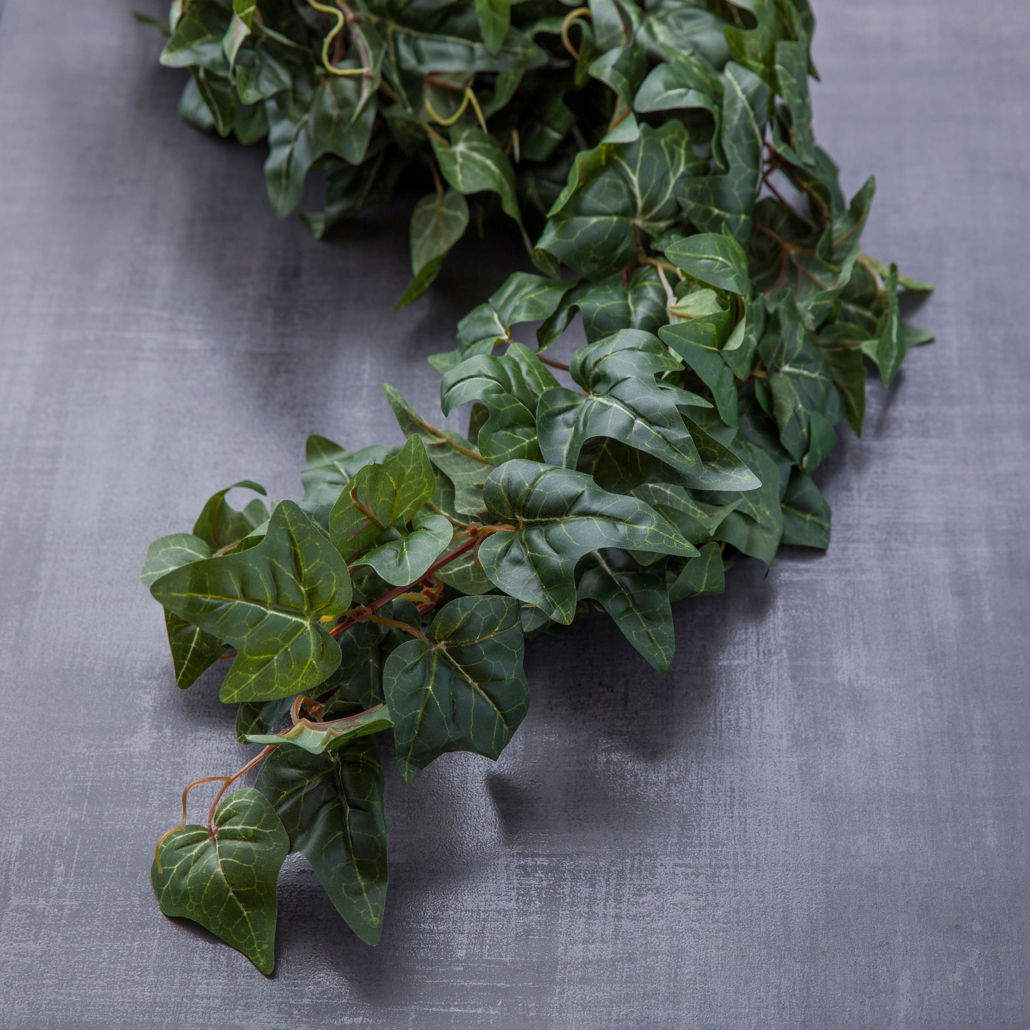 German Ivy Bush Ivy Collection by Ashland®
