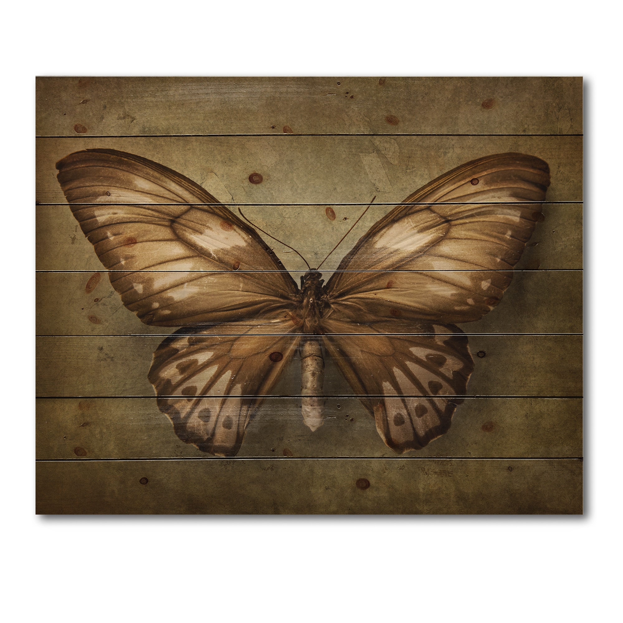 Designart - Vintage Butterfly In Earth Tones - Vintage Print on Natural Pine Wood