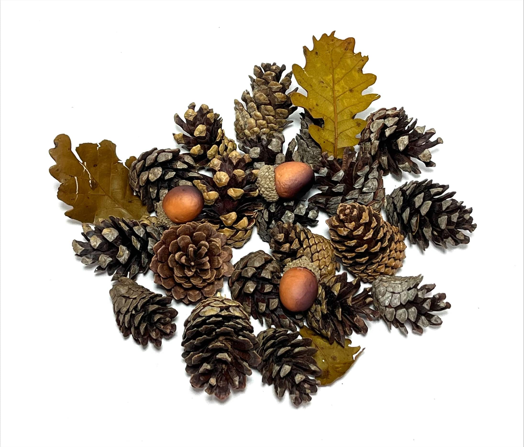 1qt. Pecan Caramel Scented Pinecones & Acorns by Ashland®