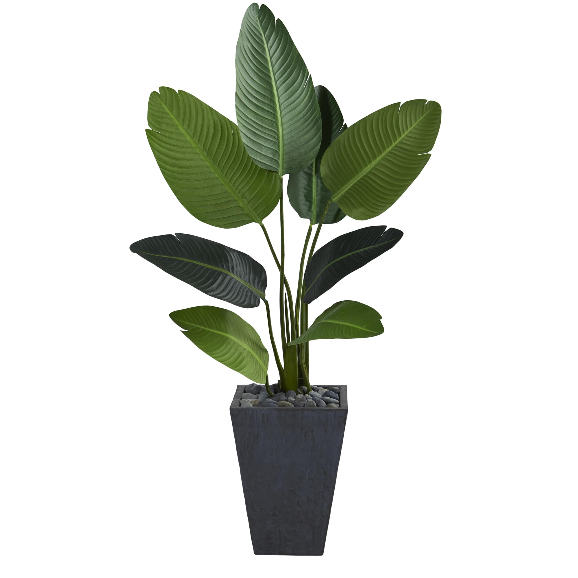 4ft. Travelers Palm Tree in Slate Planter