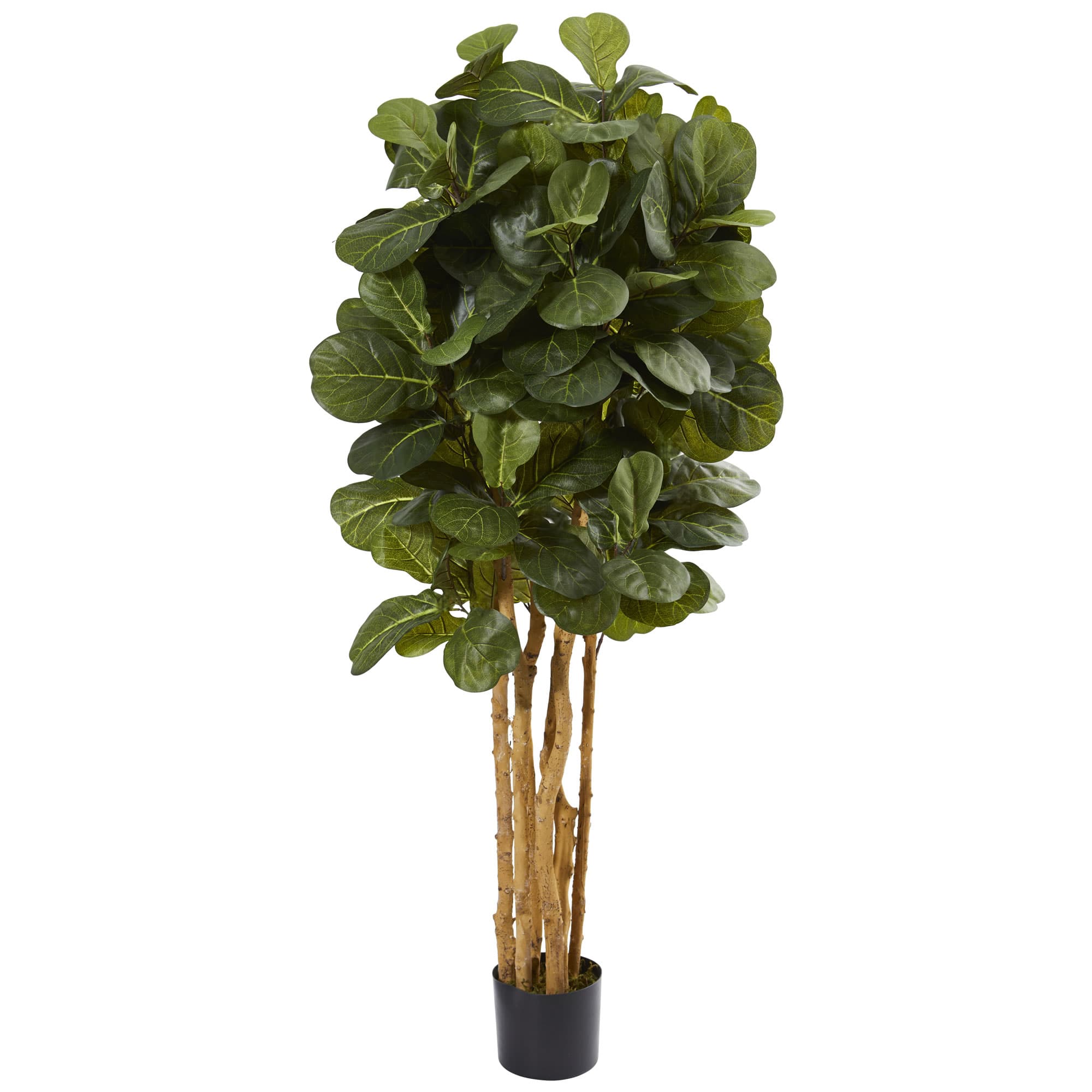 5ft. Potted Fiddle Leaf Fig Tree