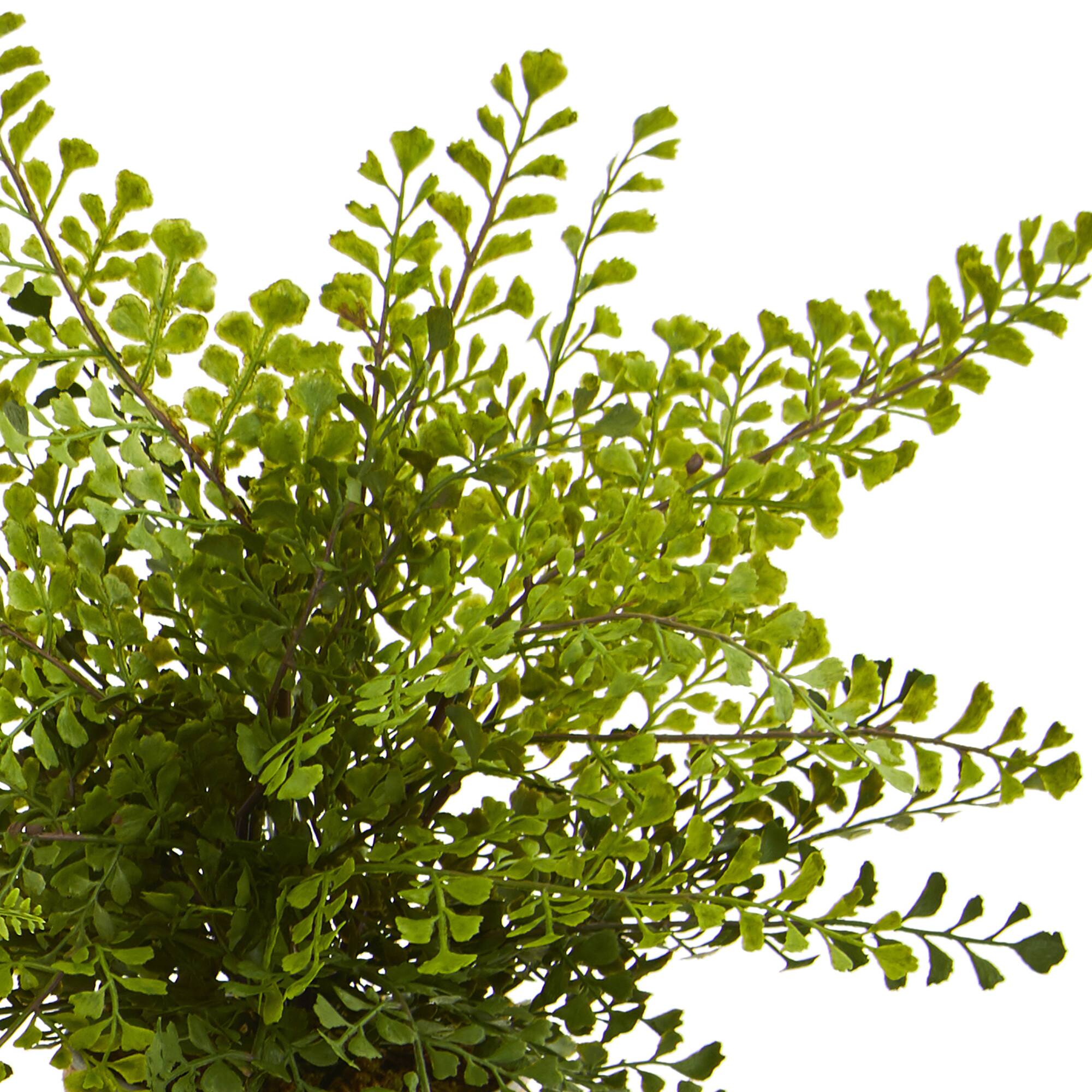 14" Fern In Decorative Pot, 3ct.
