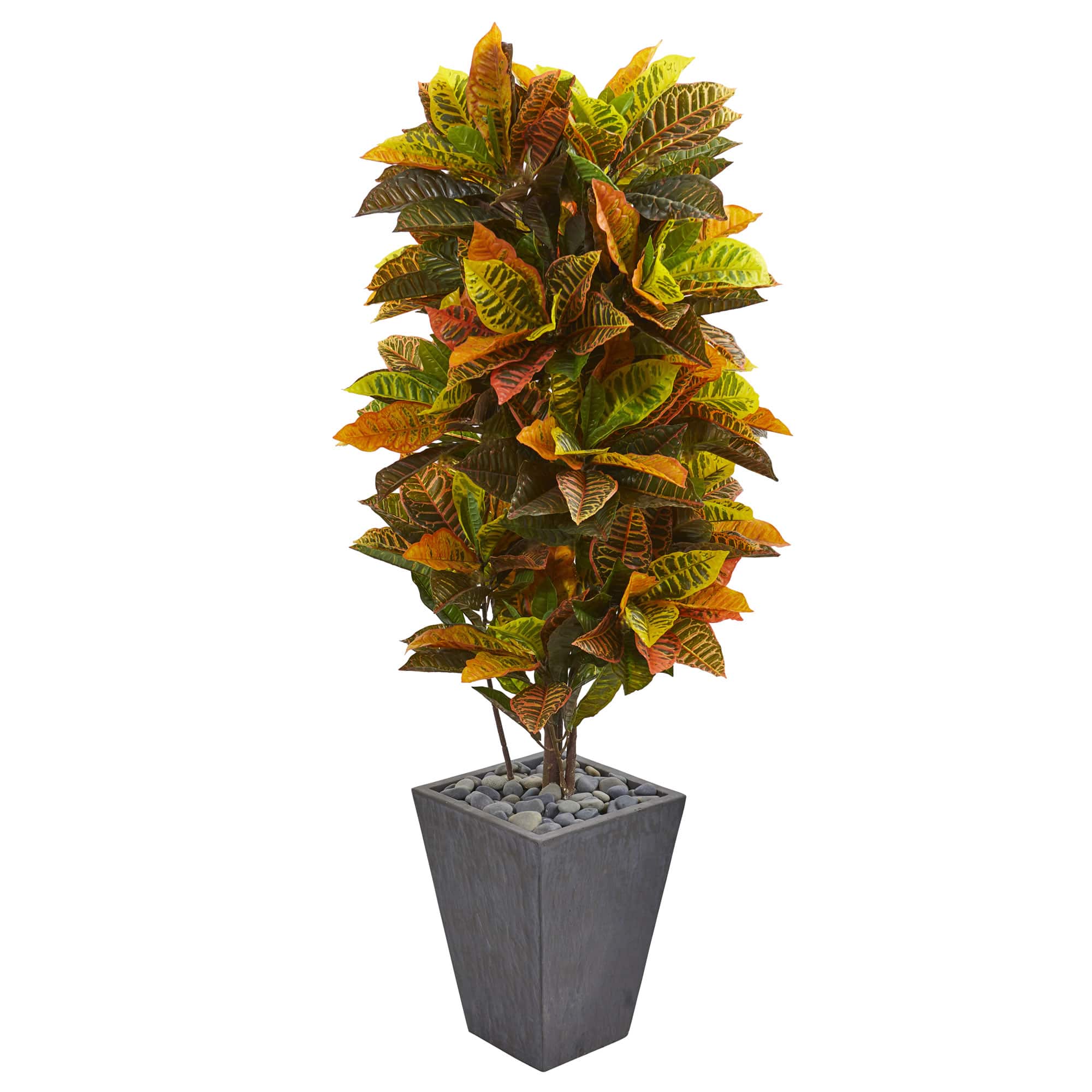 5.5ft. Croton Plant in Slate Planter