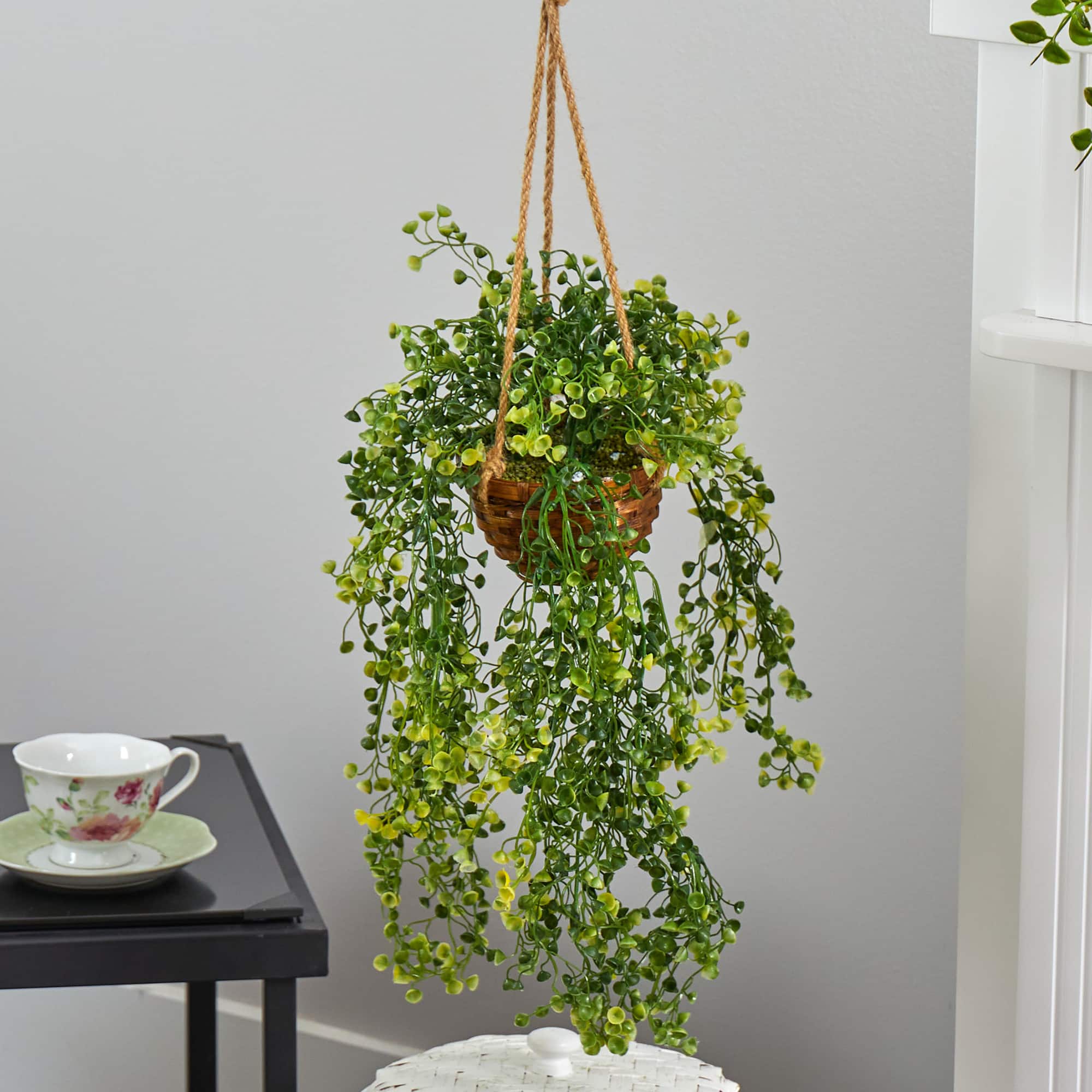 20" Baby's Tear Plant in Hanging Basket