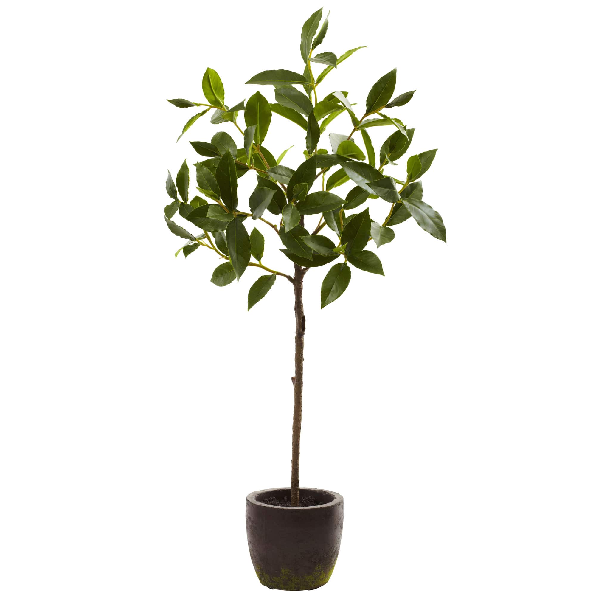 2.5ft. Topiary in Decorative Planter