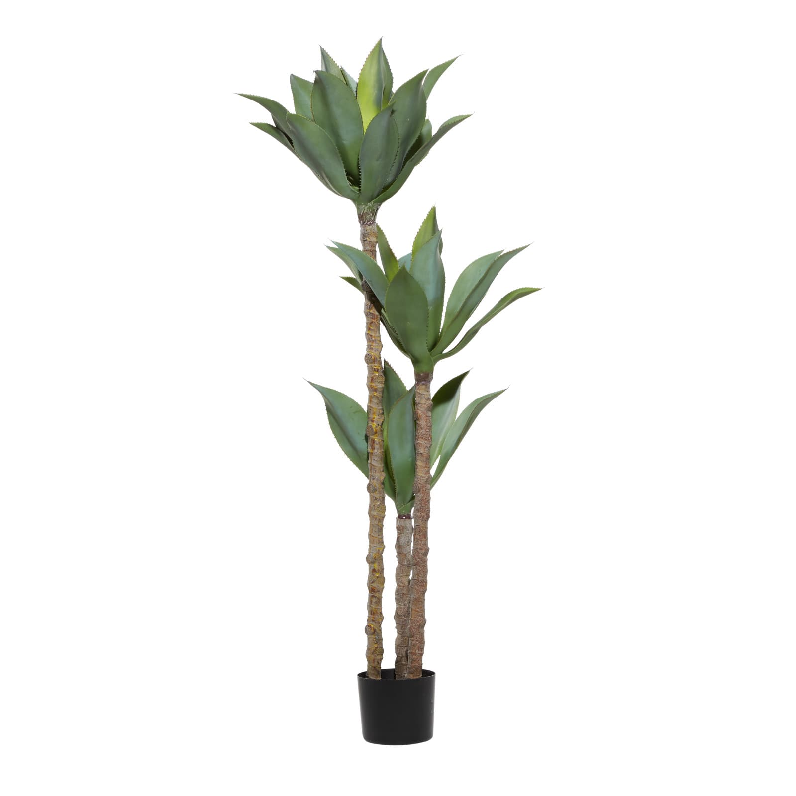 5ft. Potted Yucca Tree