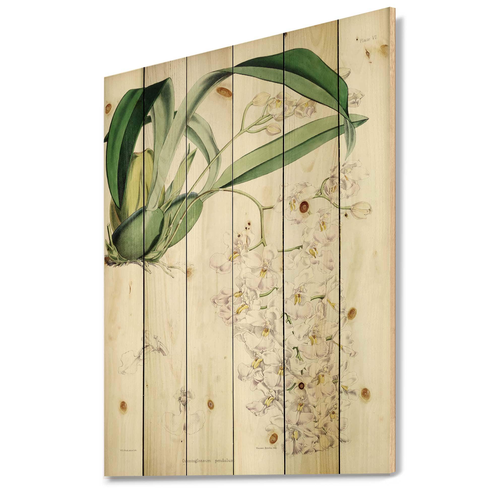 Designart - Vintage White Orchid II