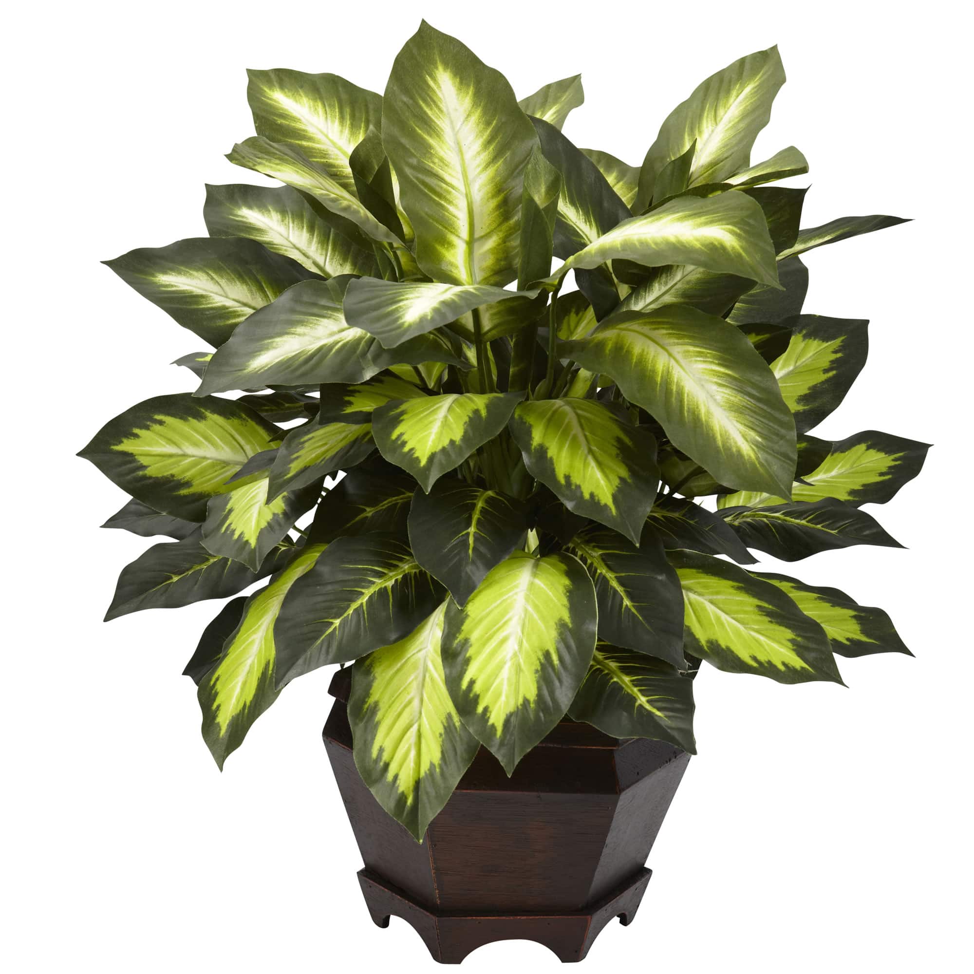 22" Green Triple Golden Dumb Cane Plant with Wood Vase