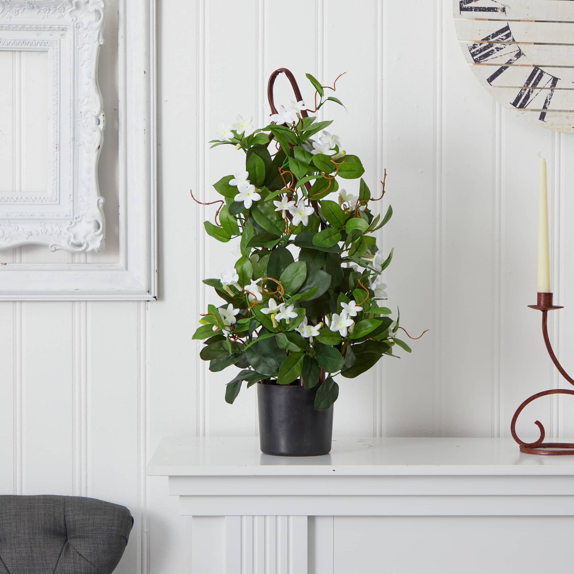 24” Potted White Stephanotis Climbing Plant