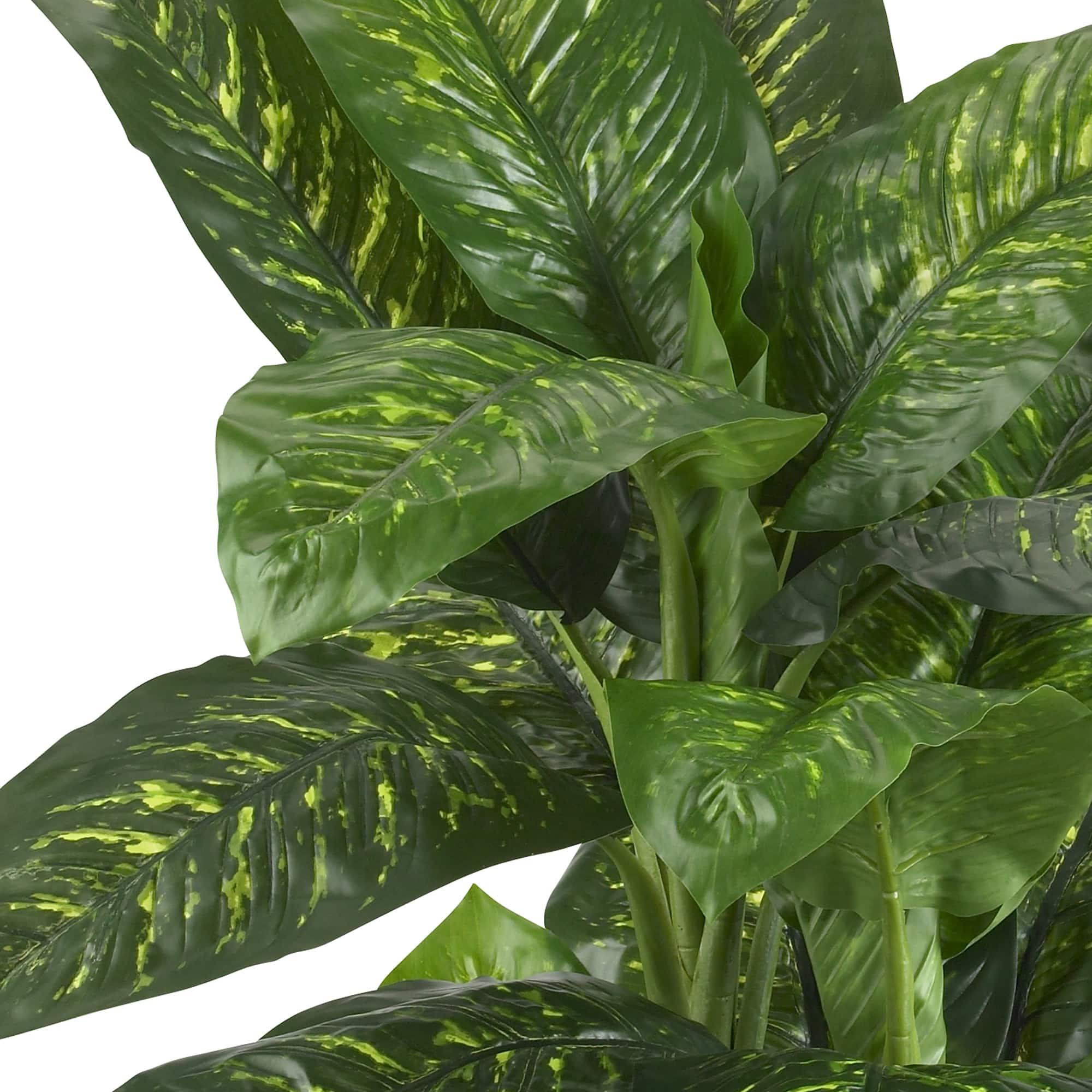 5ft. Potted Dumb Cane Plant