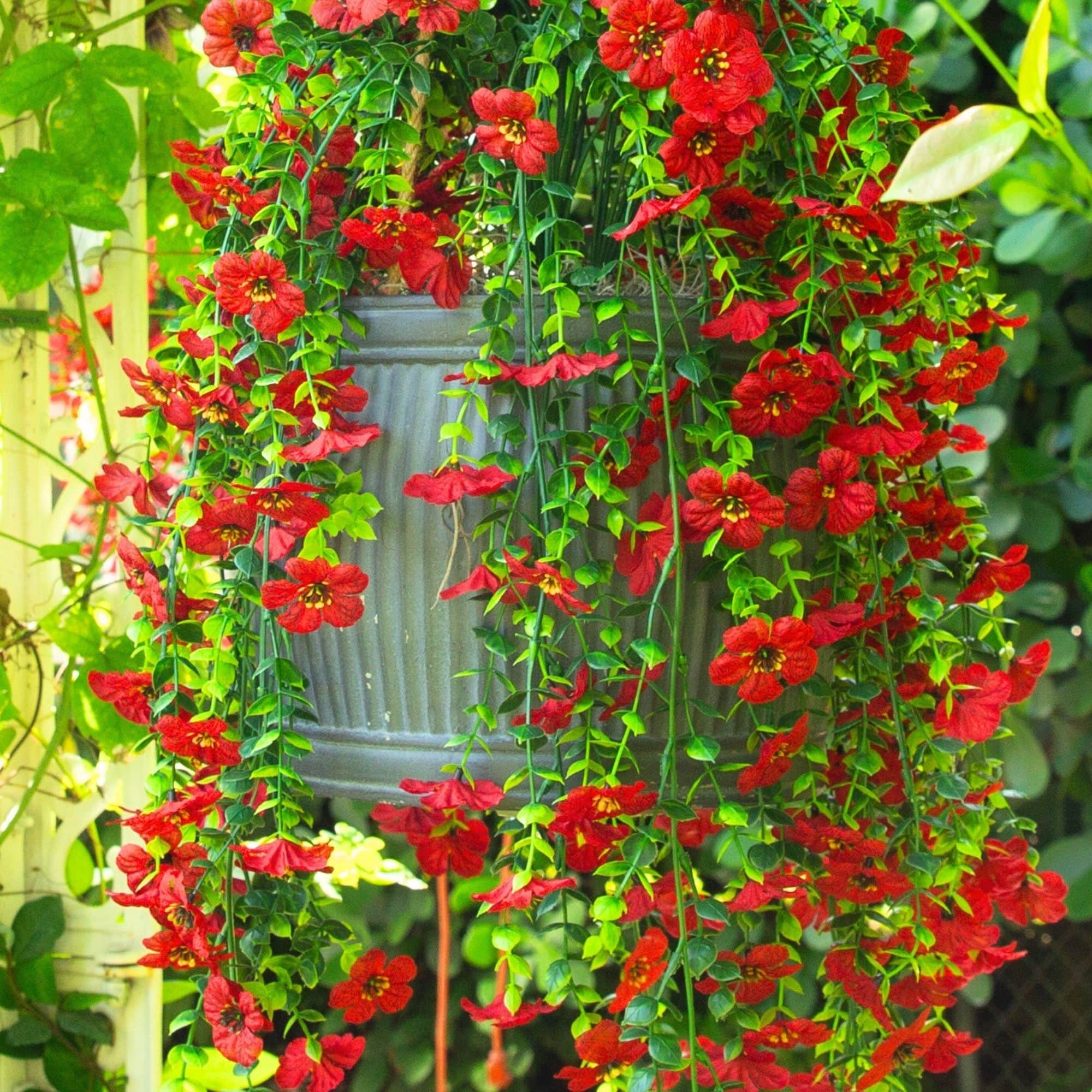 30" UV Resistant Artificial Daisy Hanging Bushes, 6ct.