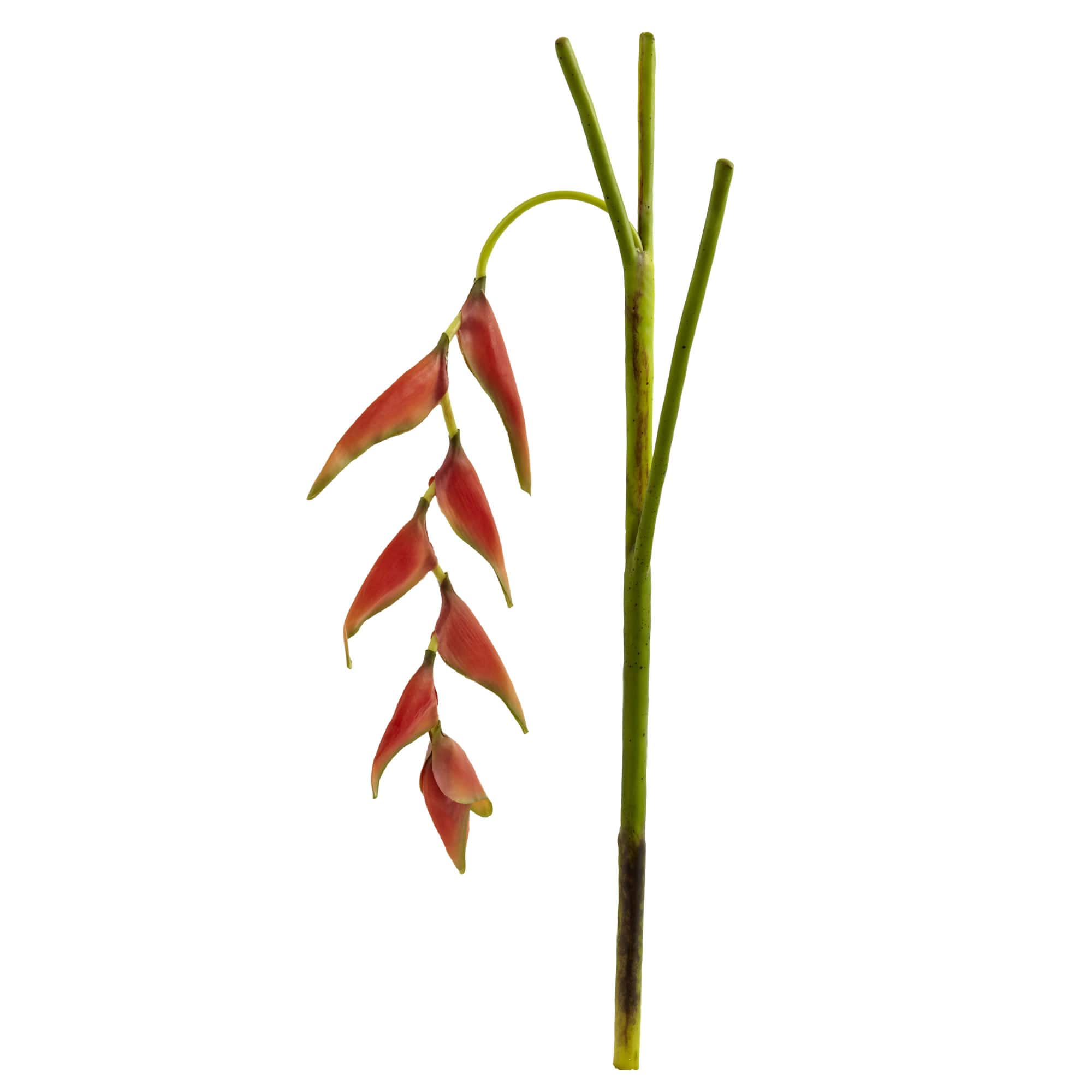 Orange Hanging Lobster Claw Flower, 4ct.