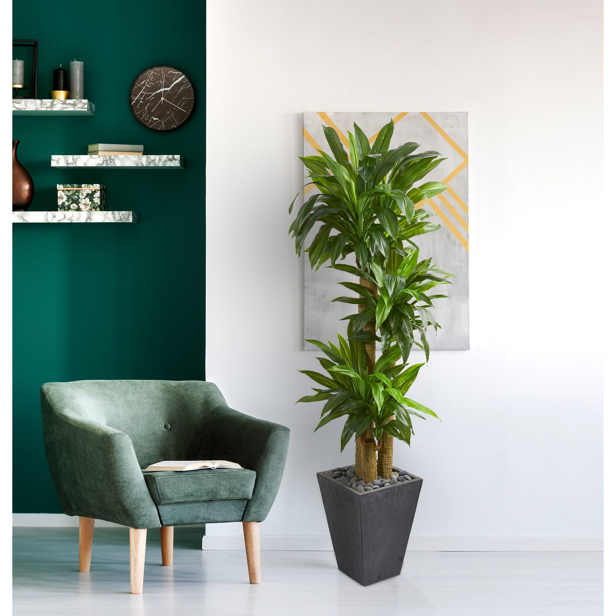 5.5ft. Cornstalk Dracaena Tree In Slate Planter