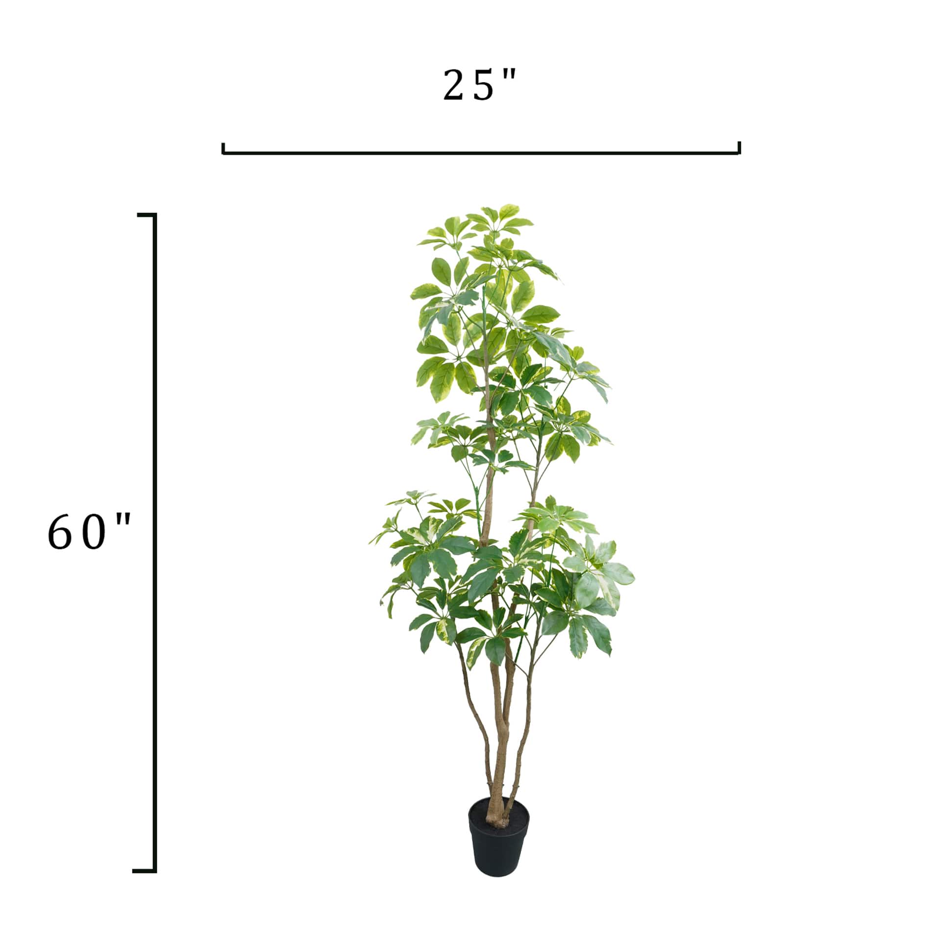 5ft. Potted Variegated Schefflera Tree by Ashland®