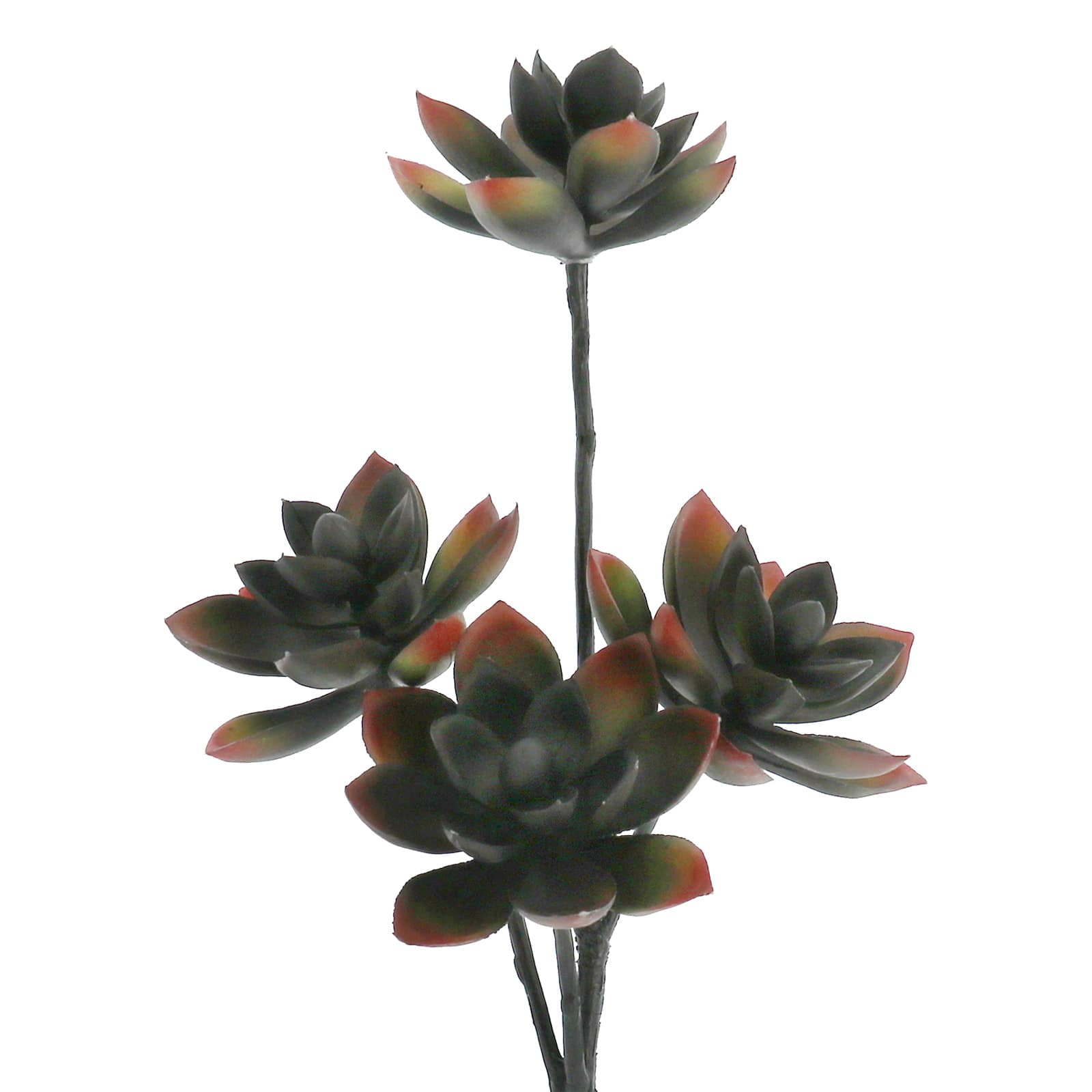 13" Black & Red Echeveria Pick by Ashland®