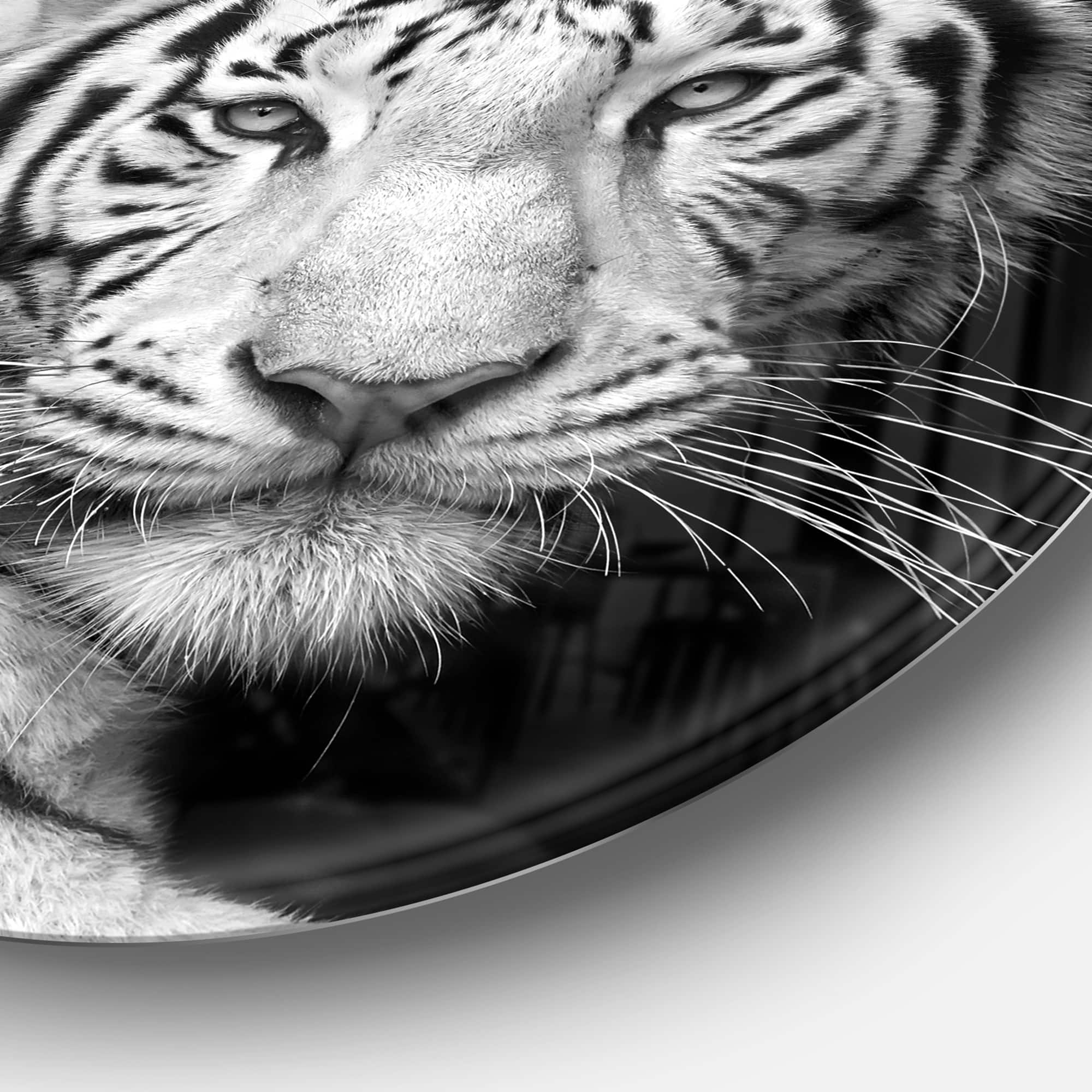 Designart - Staring Bengal White Tiger' Disc Contemporary Animal Metal Circle Wall Decor