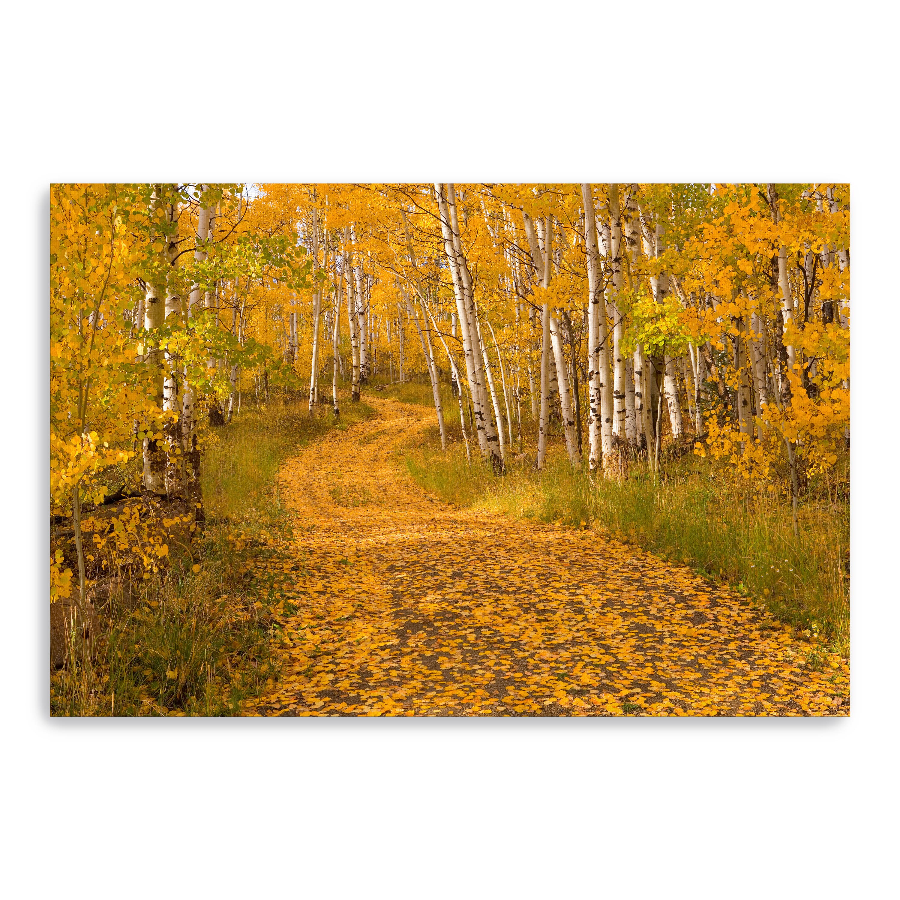 Aspen Tree Trunks Canvas Giclee