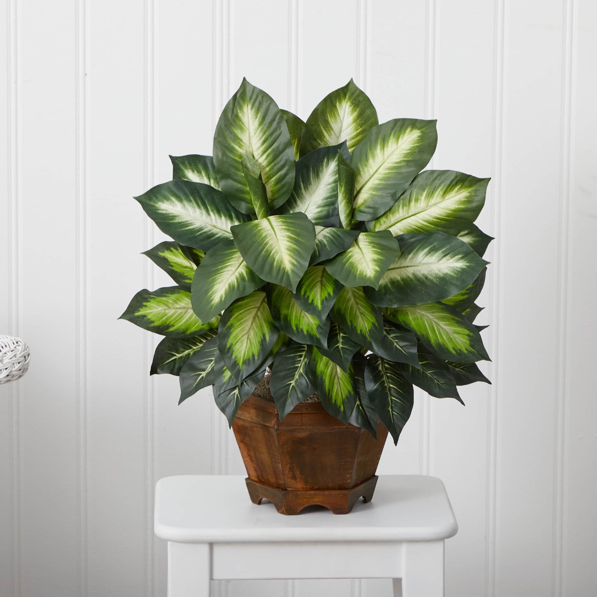 22" Green Triple Golden Dumb Cane Plant with Wood Vase