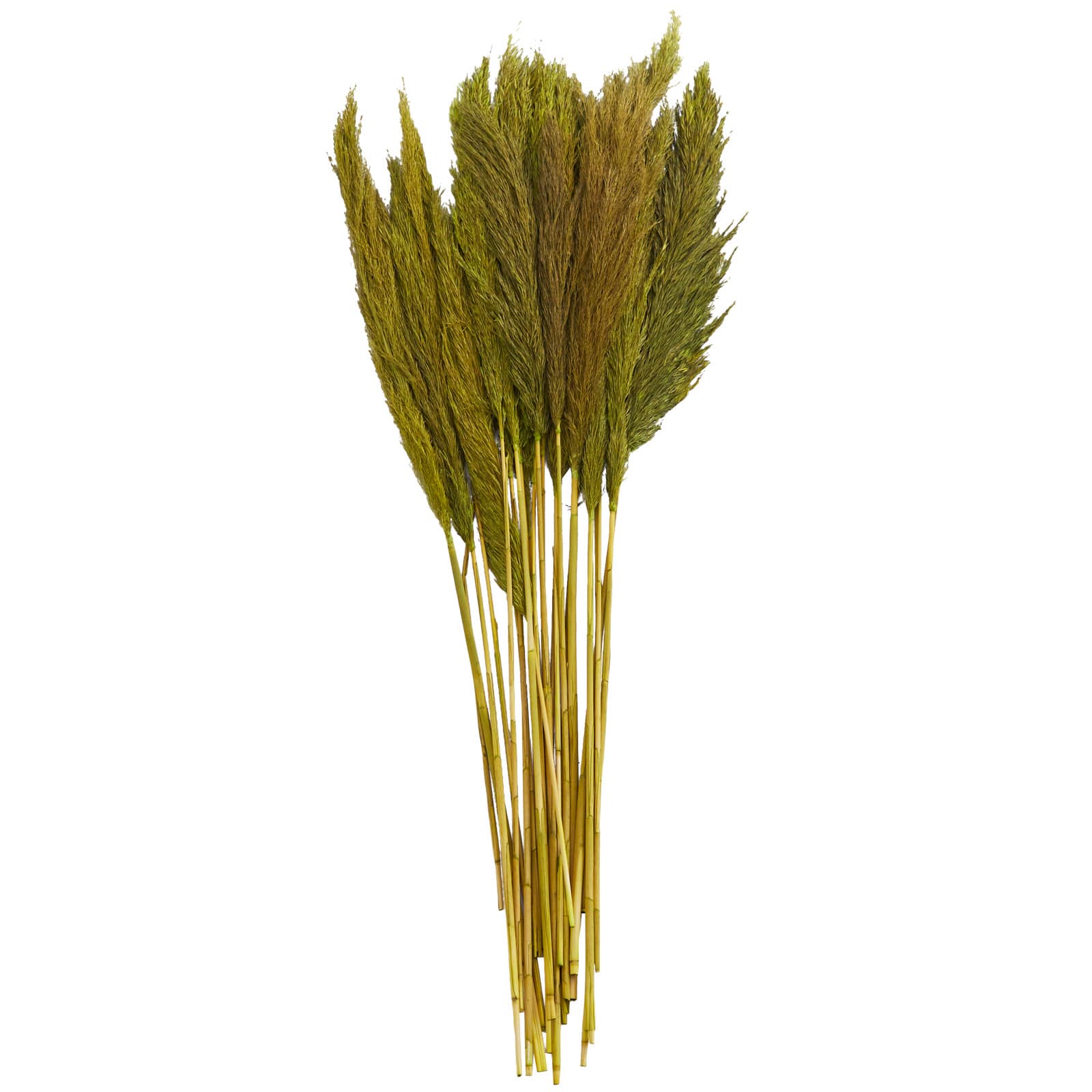 Dried Plant Bamboo Natural Foliage with Long Stems