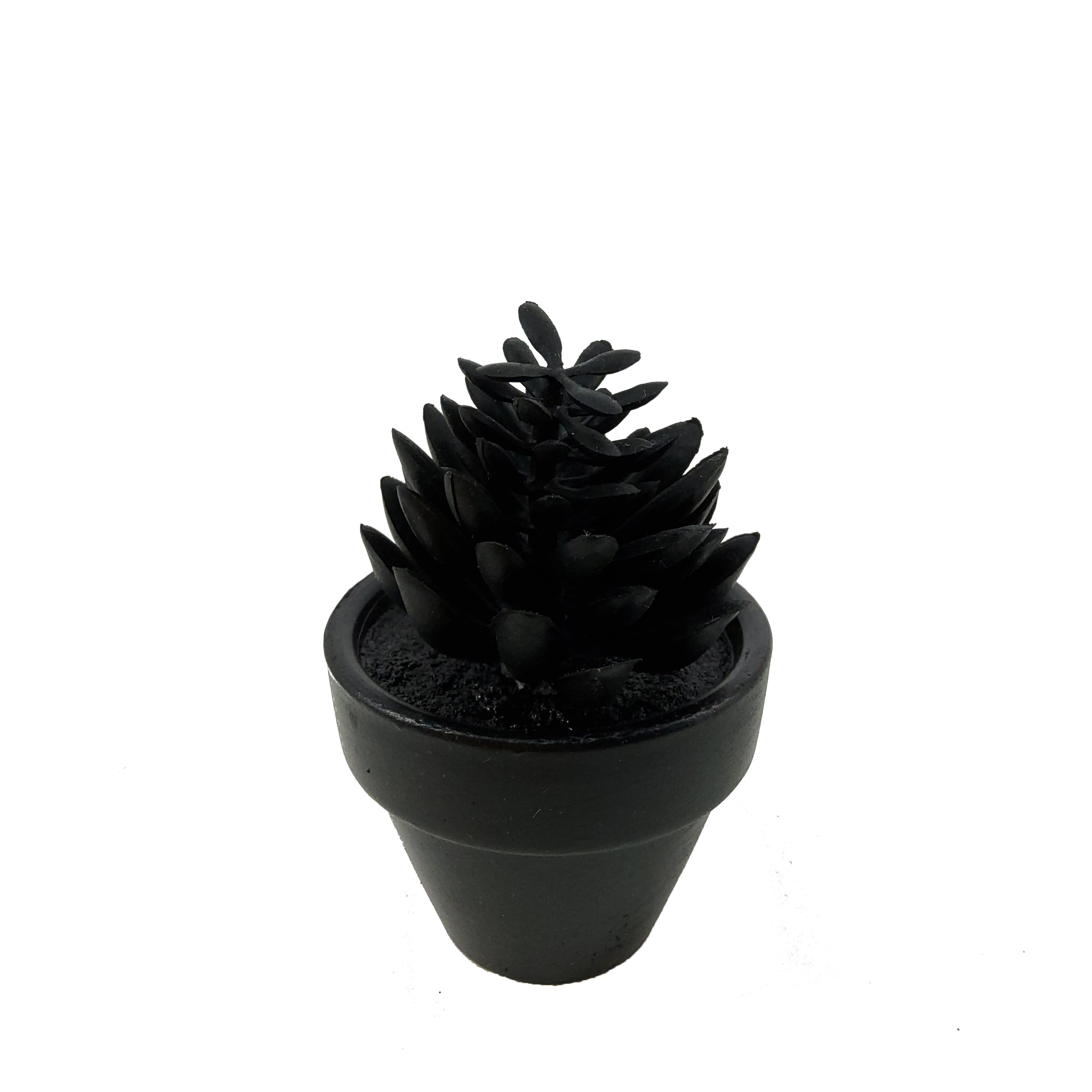 Assorted Mini Black Potted Succulent, 1pc. by Ashland®