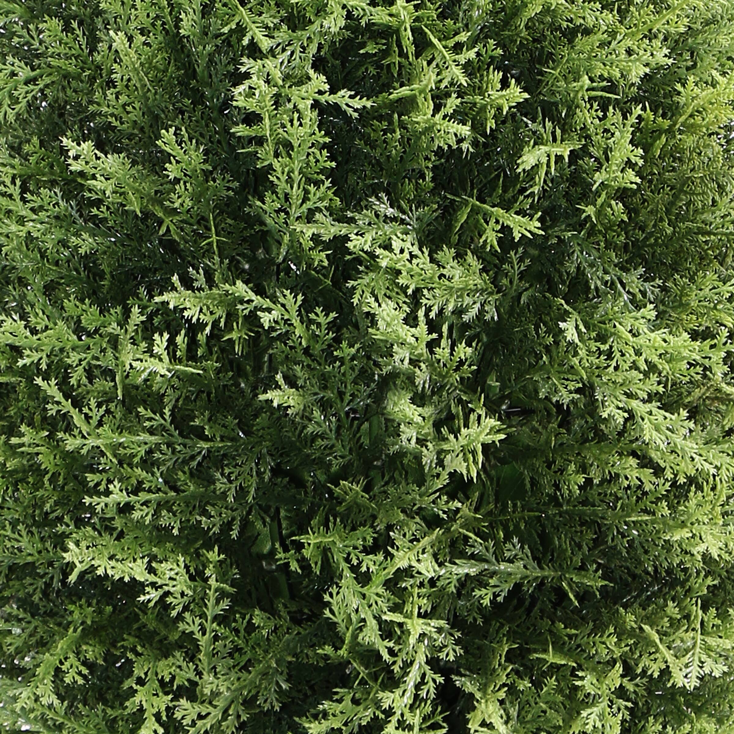 26" Cypress Tree