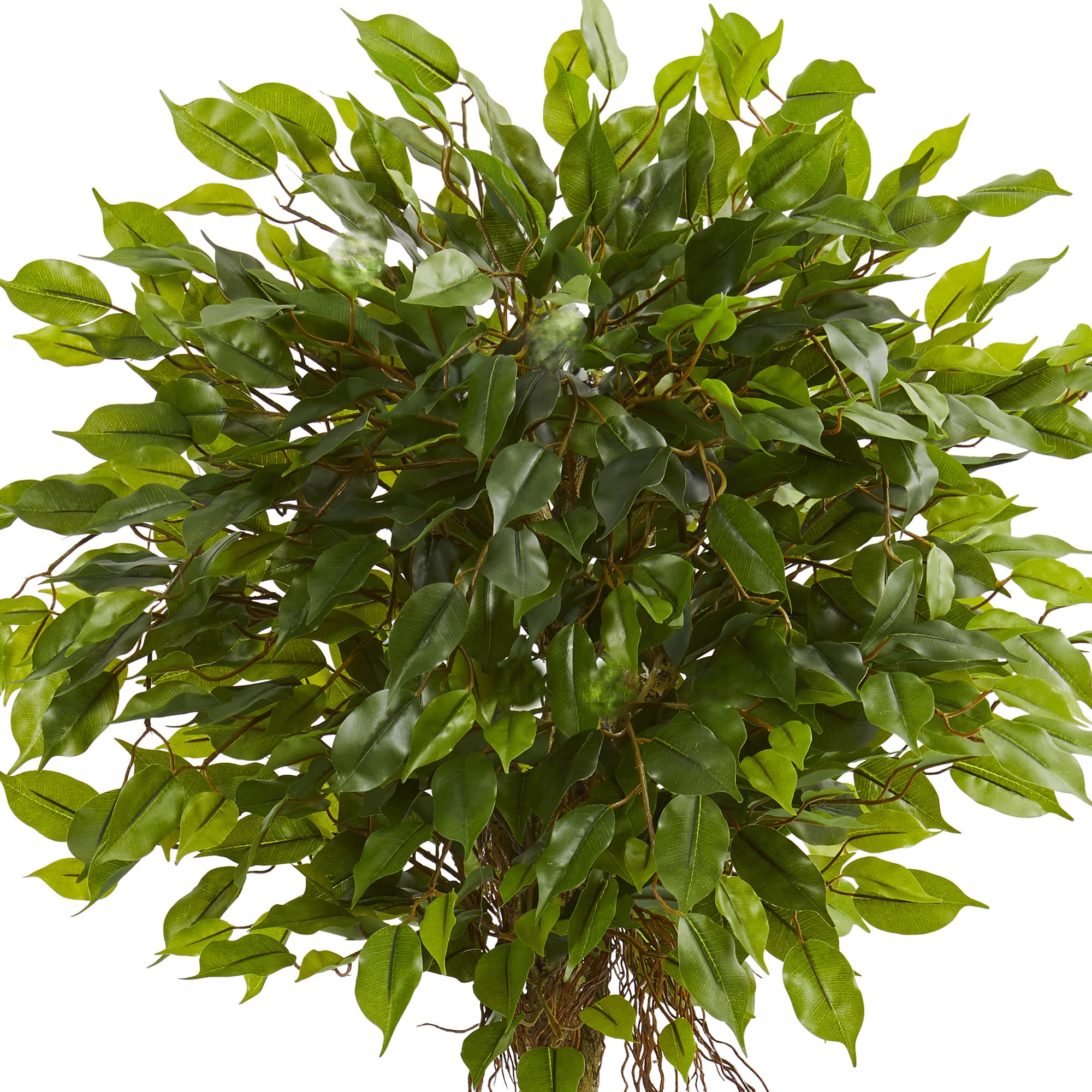5.5ft. Ficus Tree in White Oval Planter