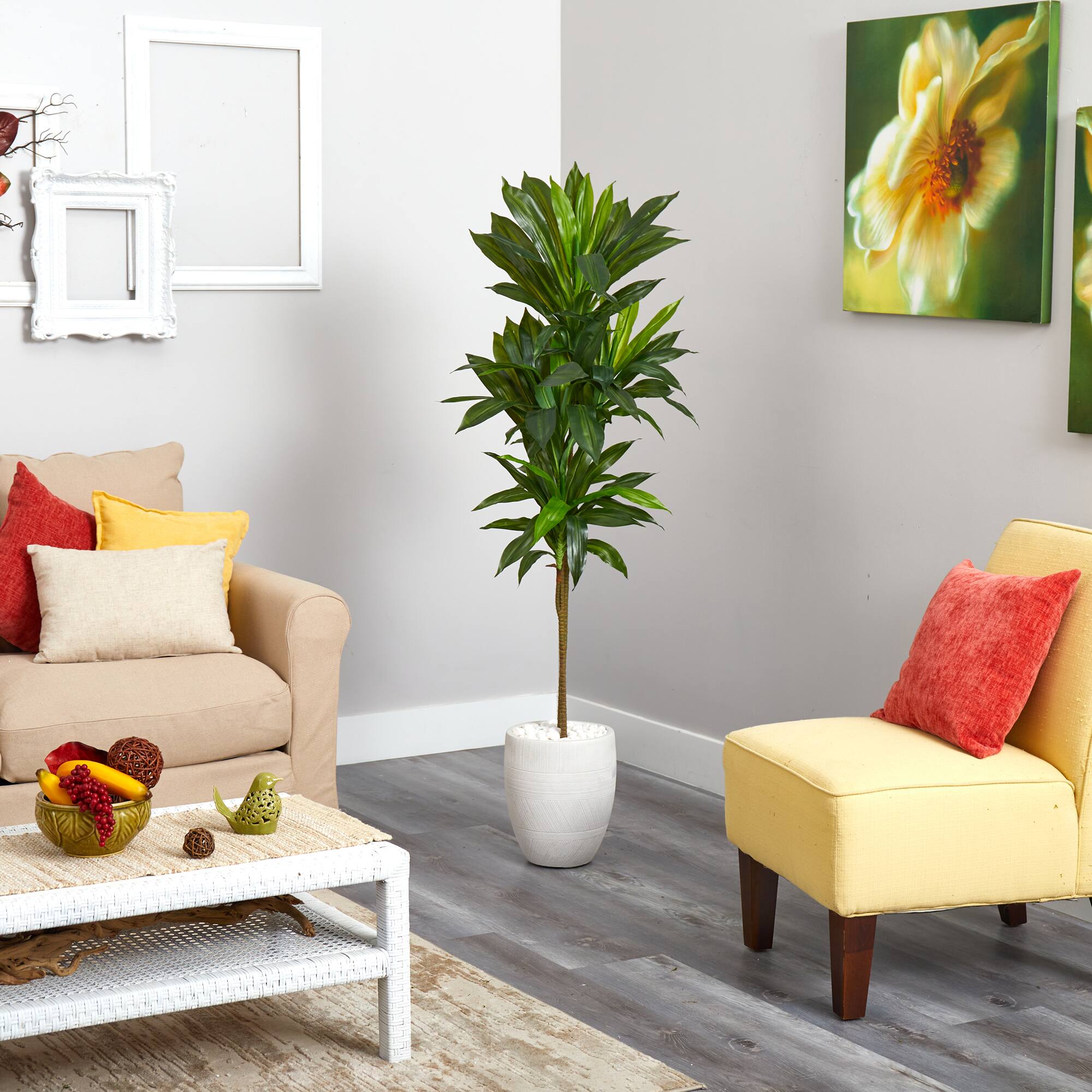 5ft. Potted Dracaena Plant in White Planter