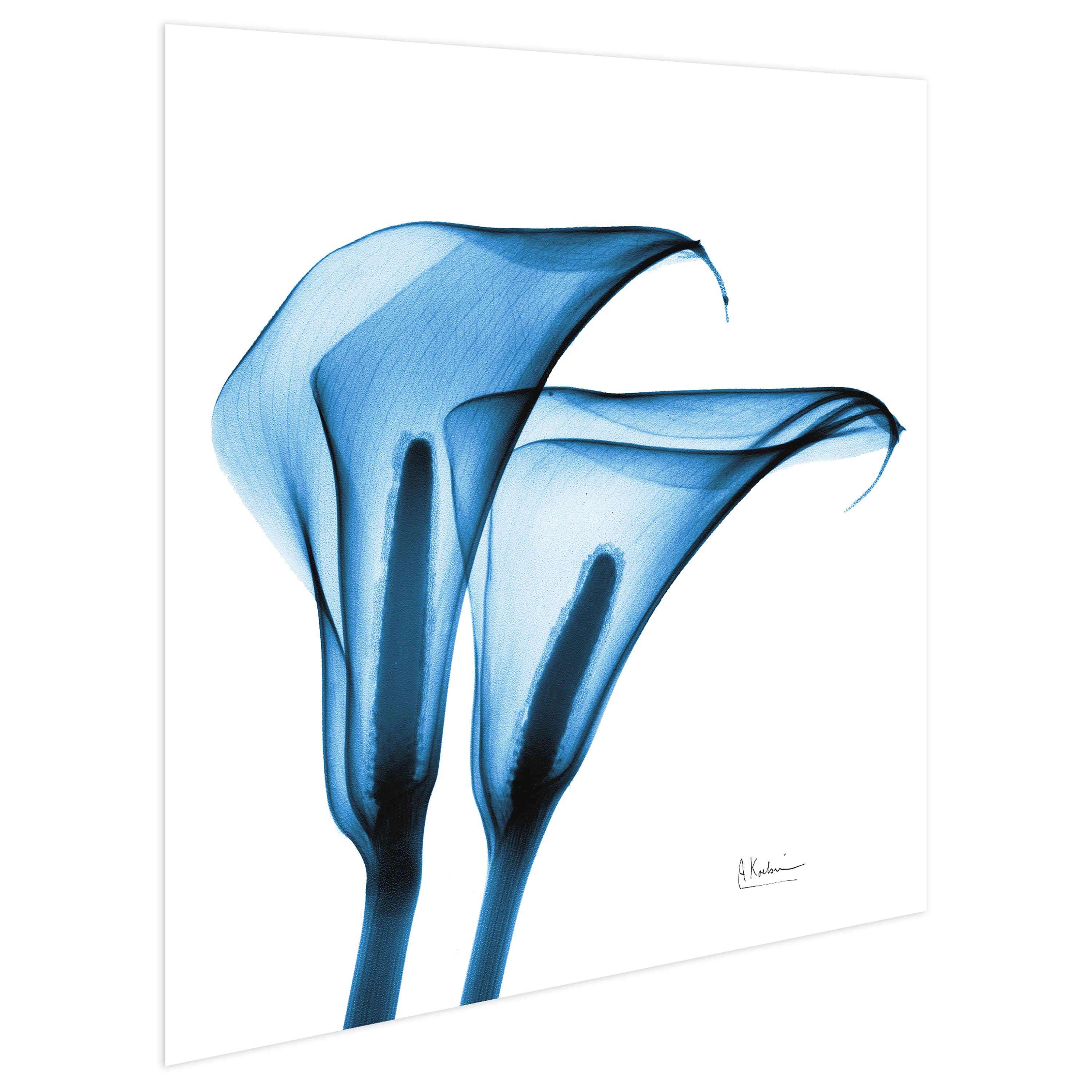 Empire Art Direct 24" x 24" Indigo Calla Lilies Free Floating Tempered Glass Wall Art