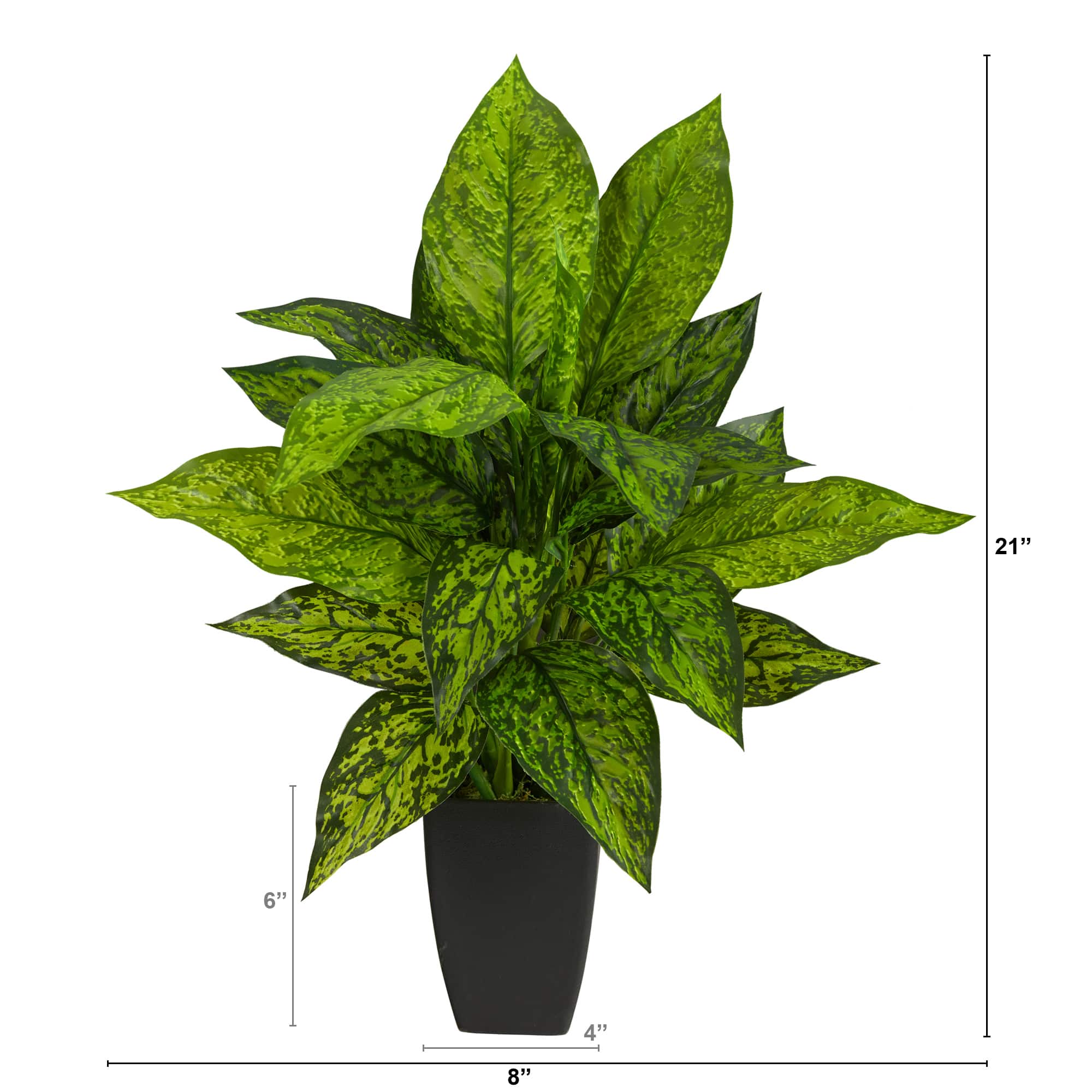 21" Dumb Cane Plant in Decorative Black Planter