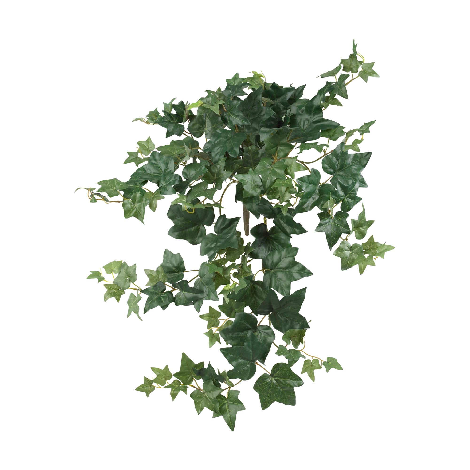 Hanging Puff Ivy, 3ct.