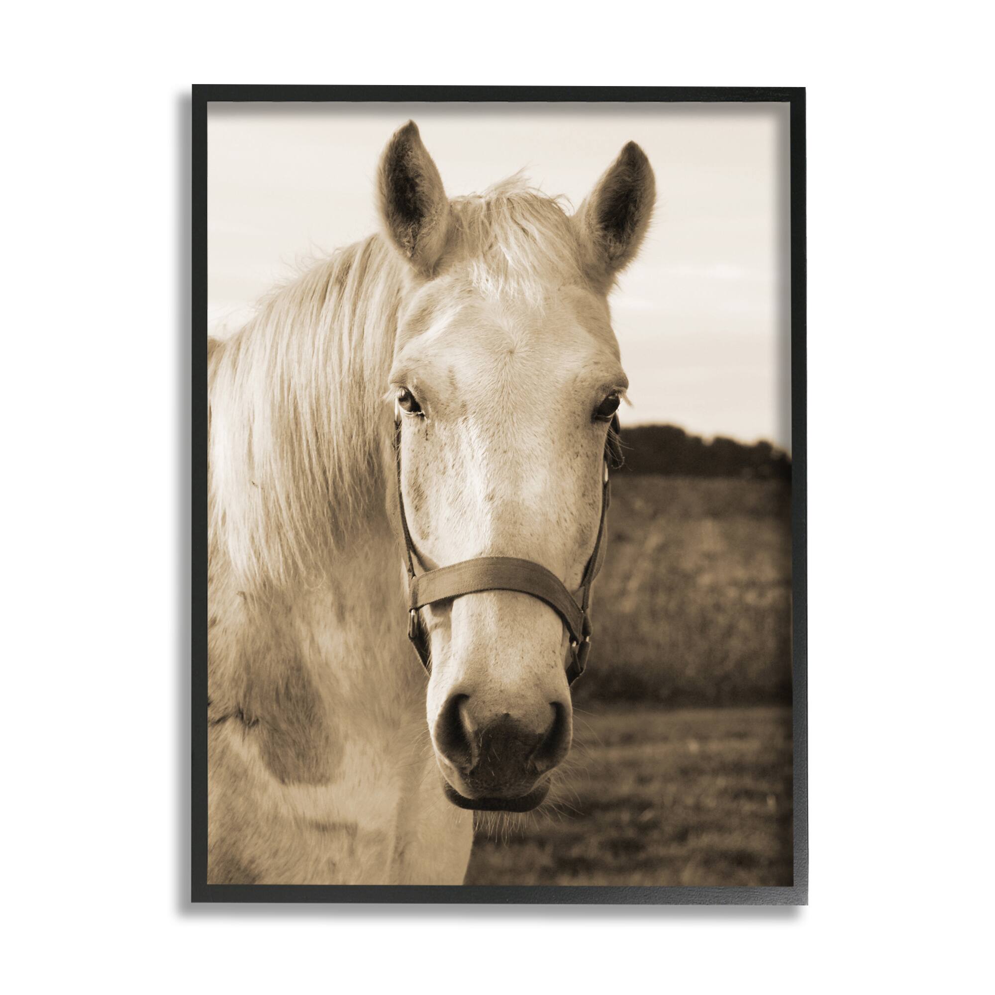 Stupell Industries Rustic Sepia tone Portrait of White Horse in Frame Wall Art