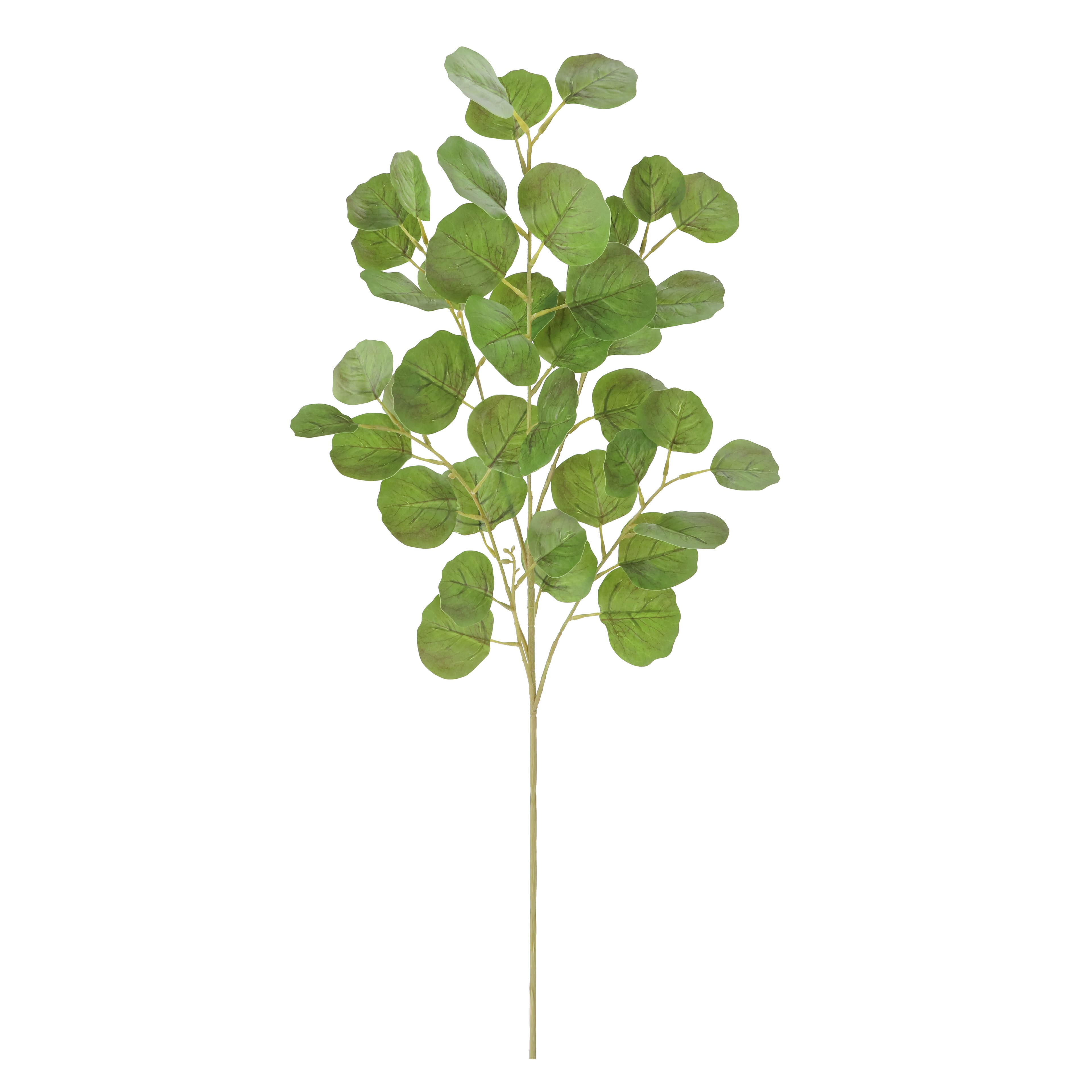 36" Oval Eucalyptus Real Touch Stem by Ashland®