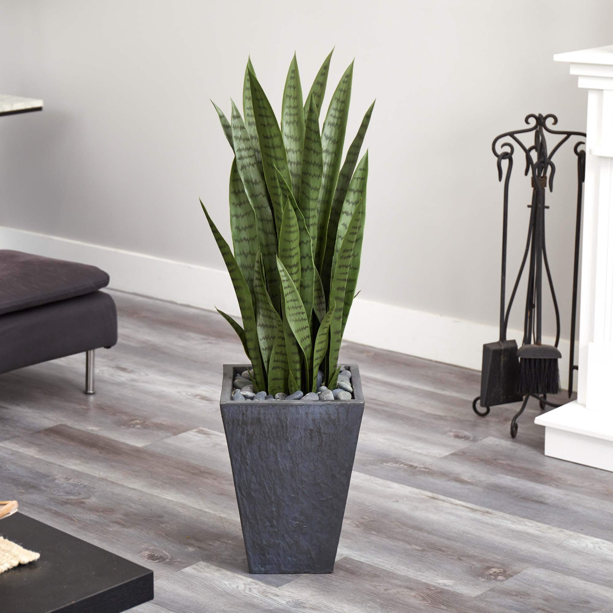 3.5ft. Snake Plant in Slate Planter