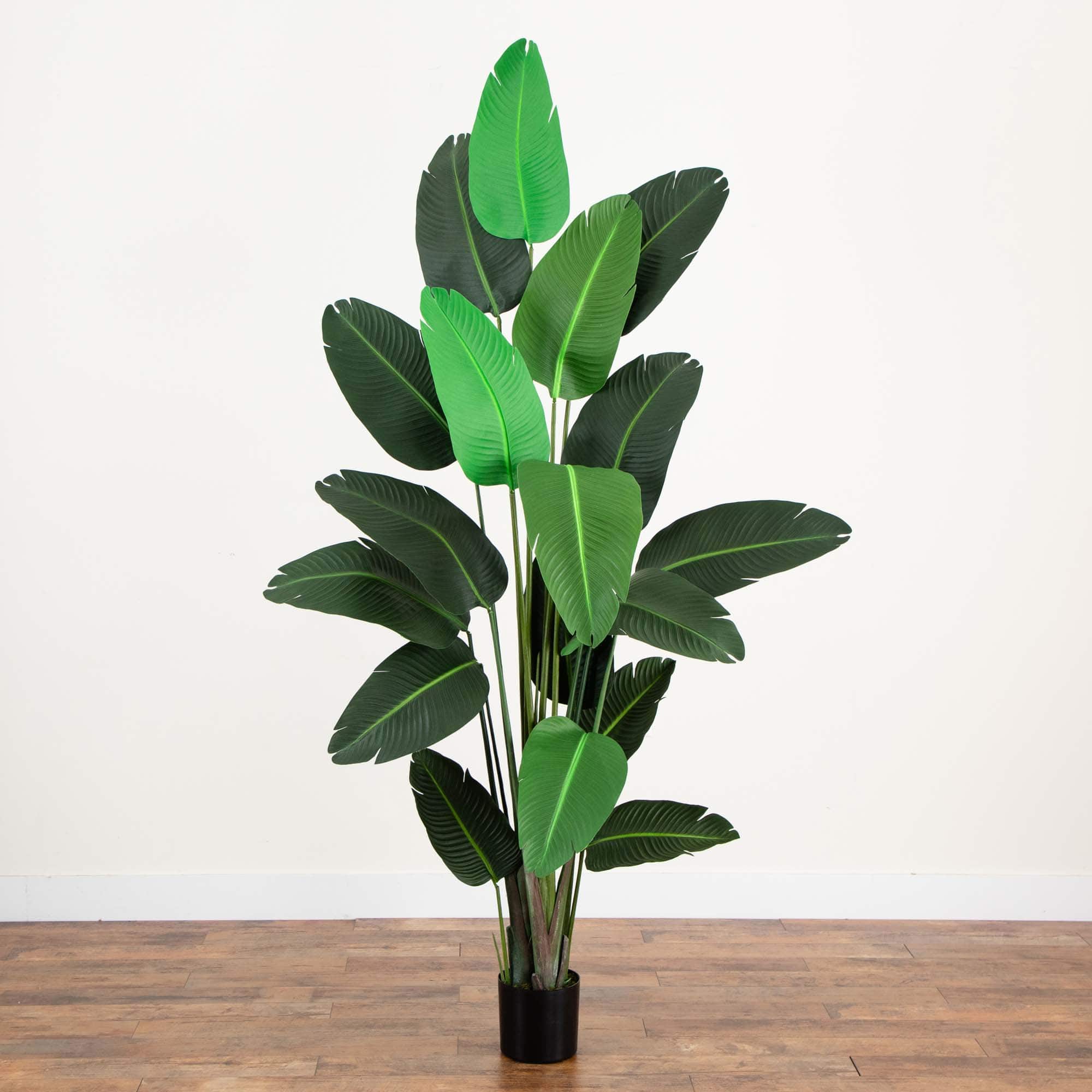 8ft. Potted Travelers Palm Tree
