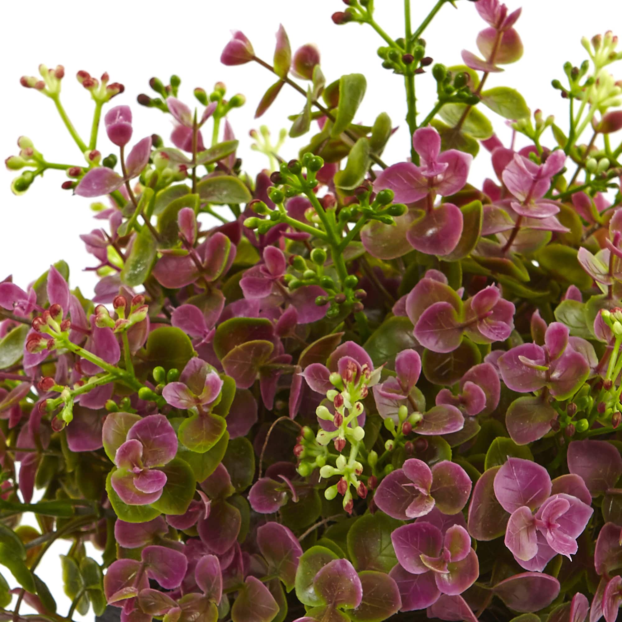 13in. Sedum & Eucalyptus Plant in Black Hexagon Planter