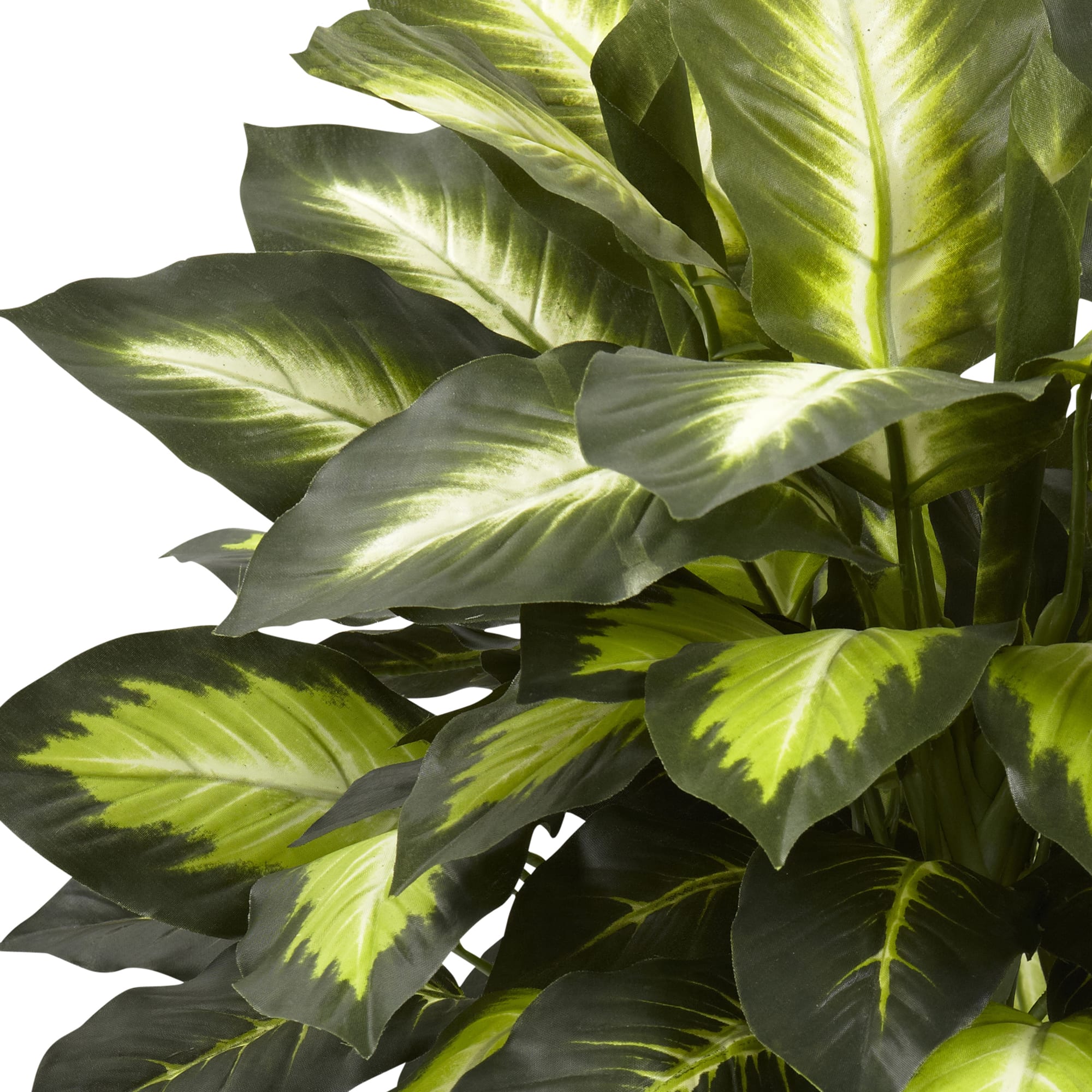 22" Green Triple Golden Dumb Cane Plant with Wood Vase