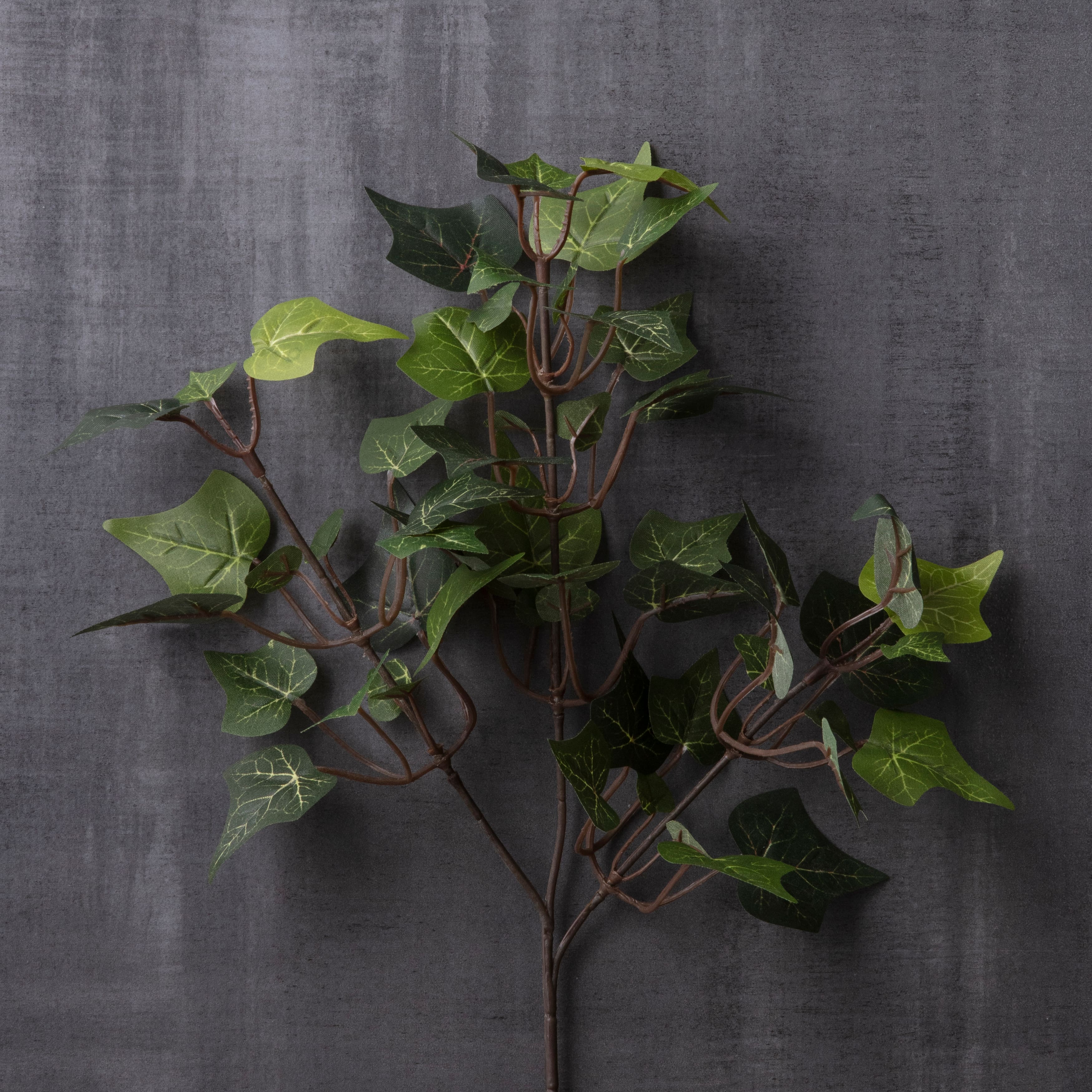 English Ivy Stem by Ashland®