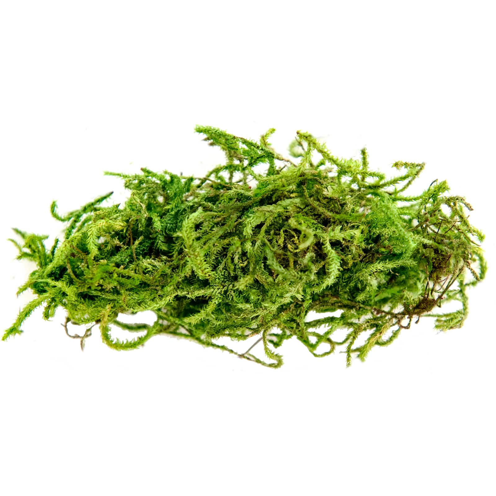 SuperMoss® Preserved Forest Moss