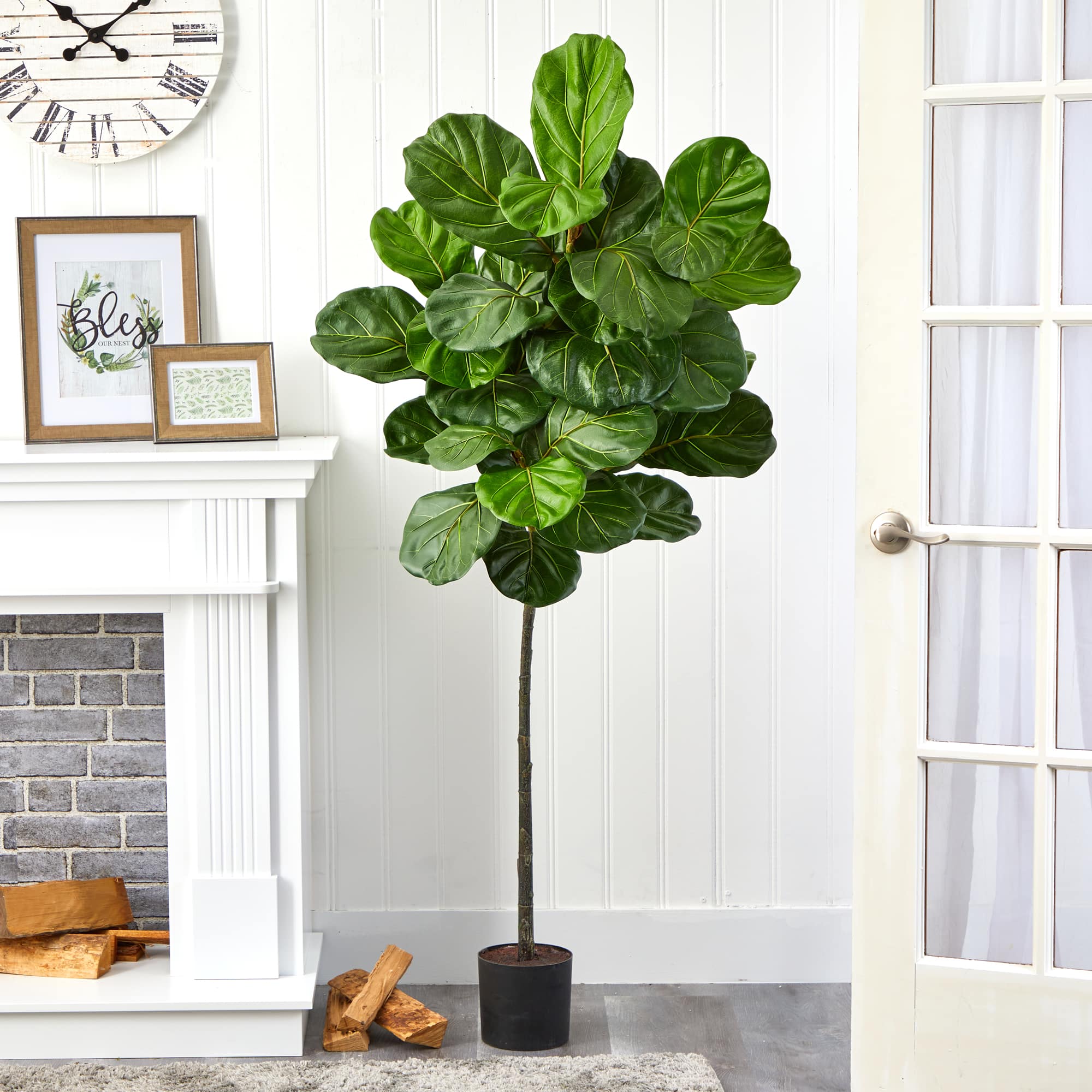 5.5ft. Potted Fiddle Leaf Tree