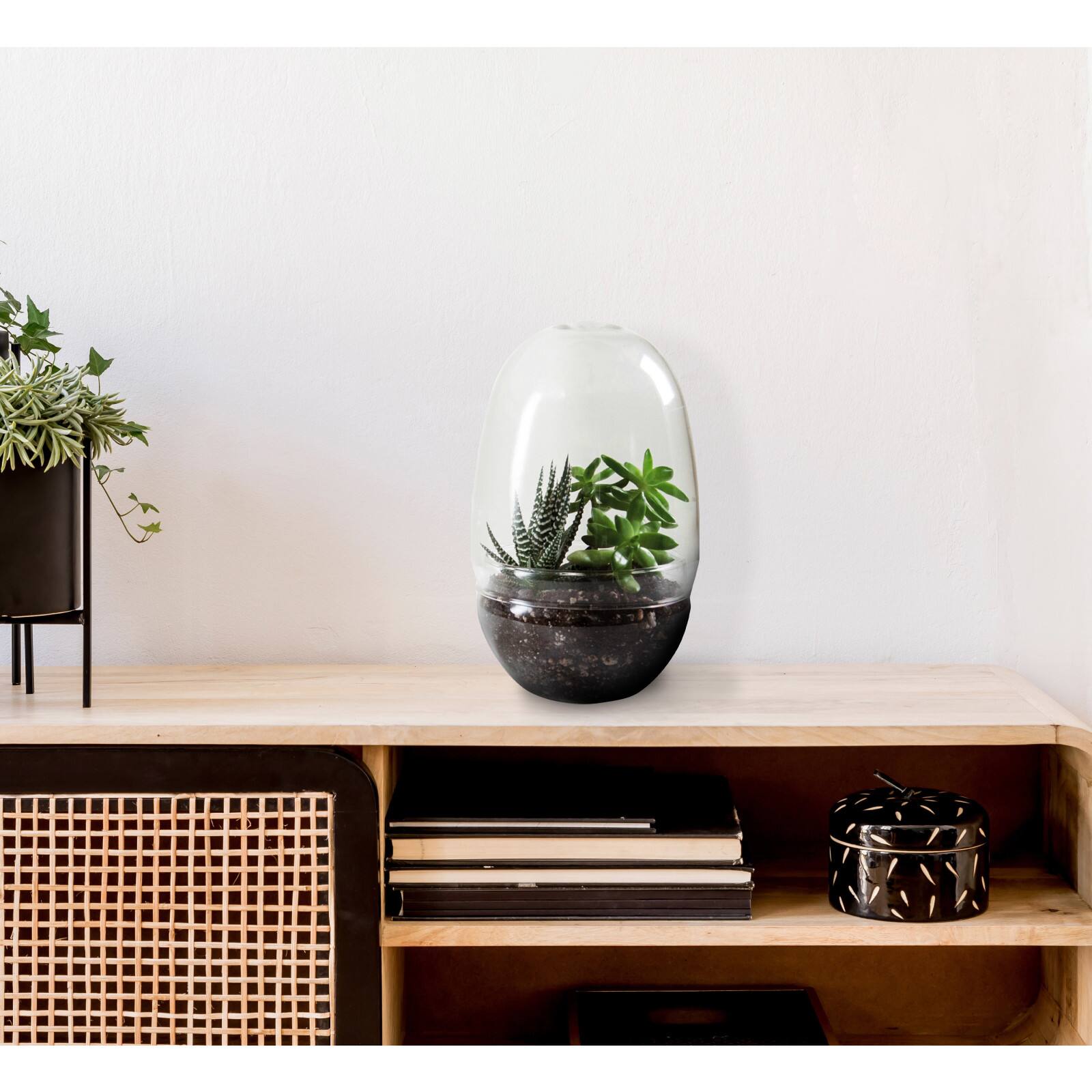 Hello Honey® 13" Large Clear Glass Terrarium