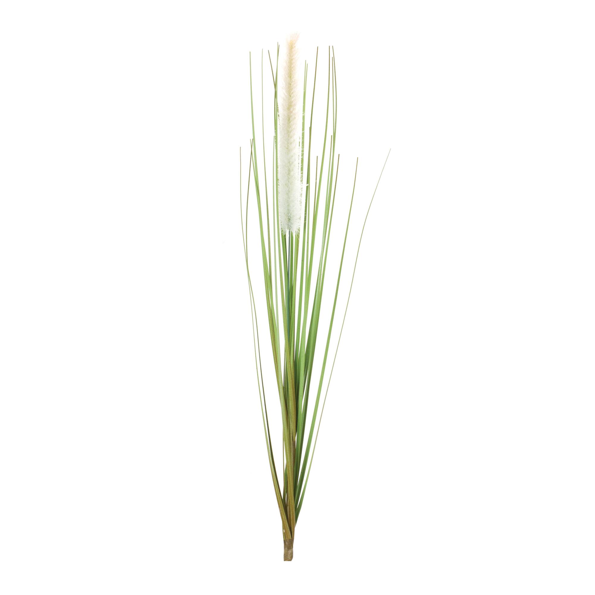 20" Foxtail Bushes, 12ct.