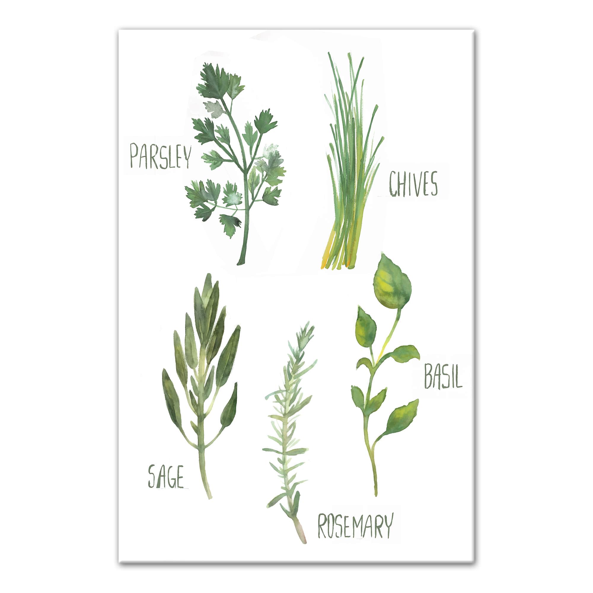 Watercolor Herb Chart Canvas Wall Art